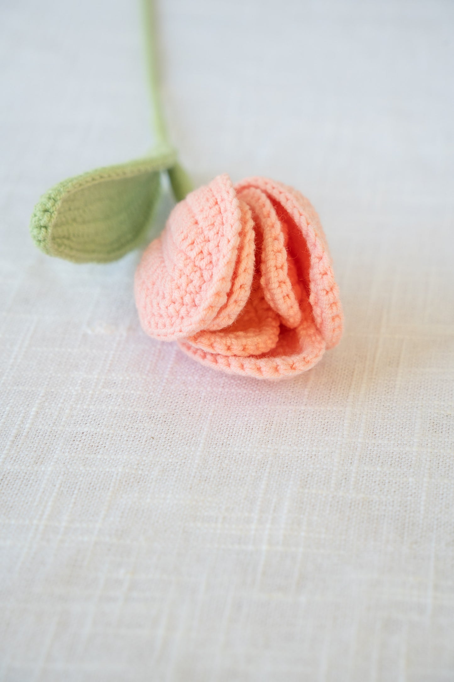 Pink Tulip