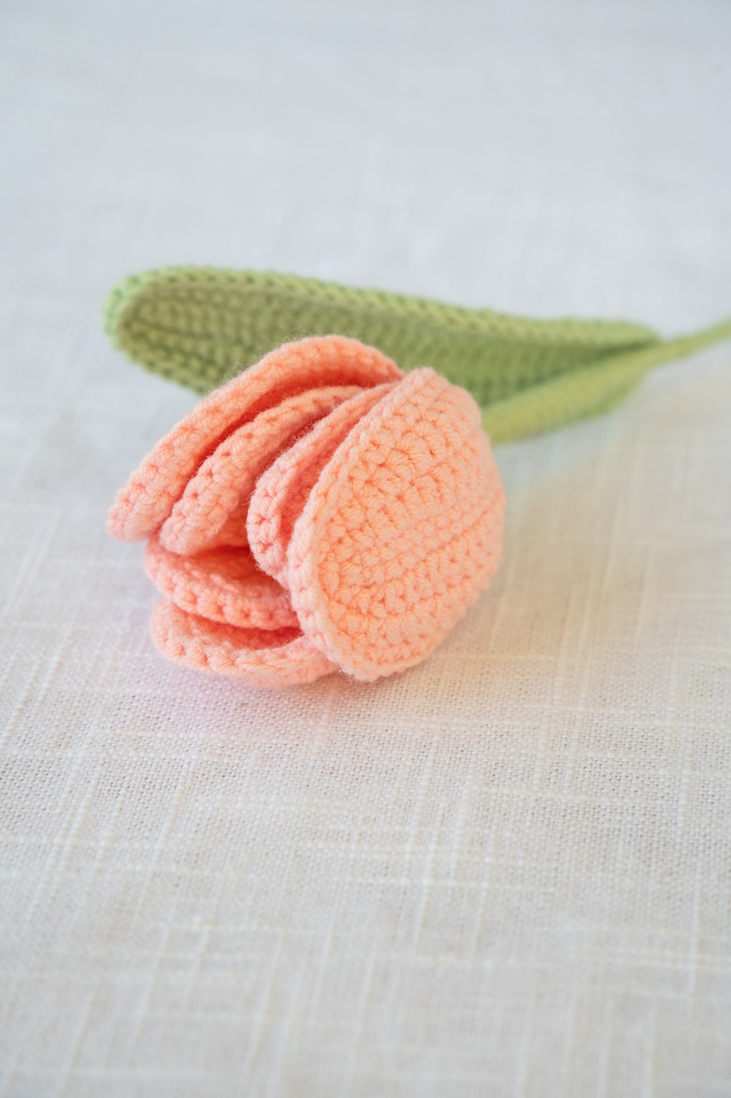 Pink Tulip