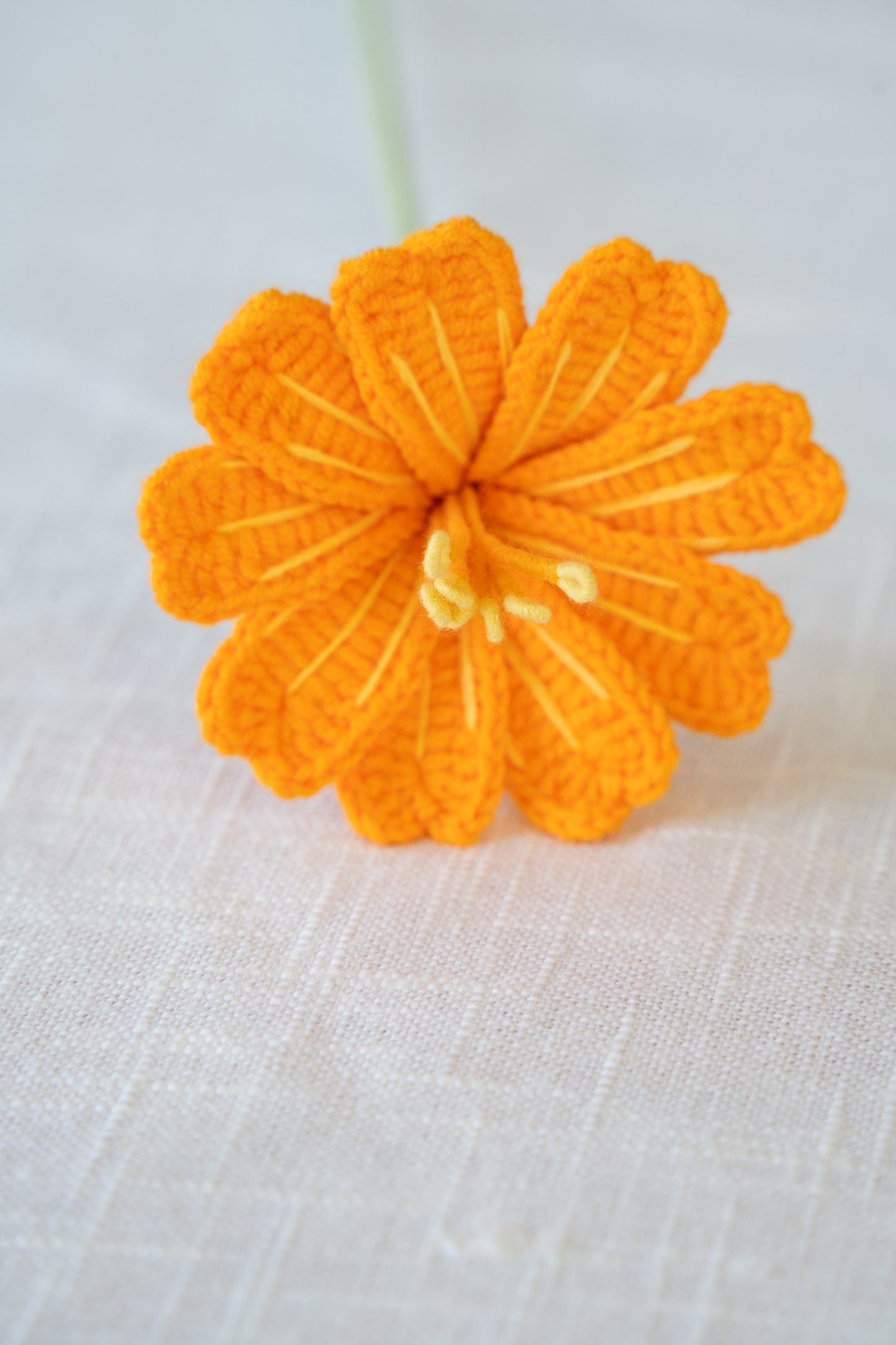 Orange Lewisia