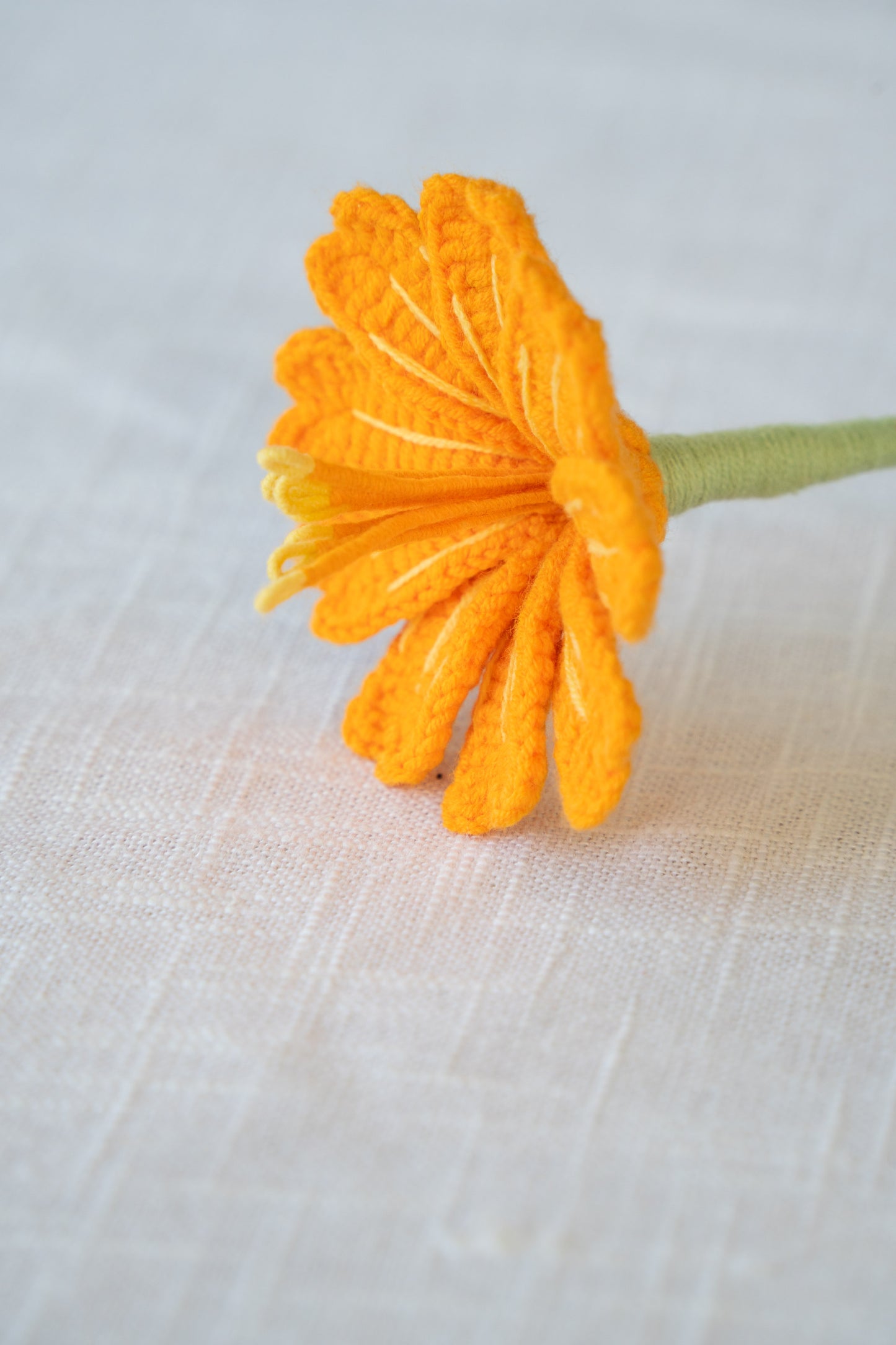 Orange Lewisia