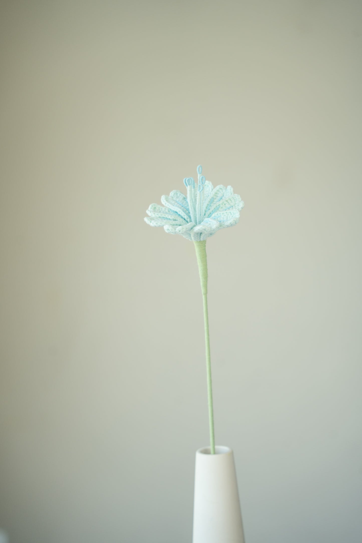 Light Blue Lewisia