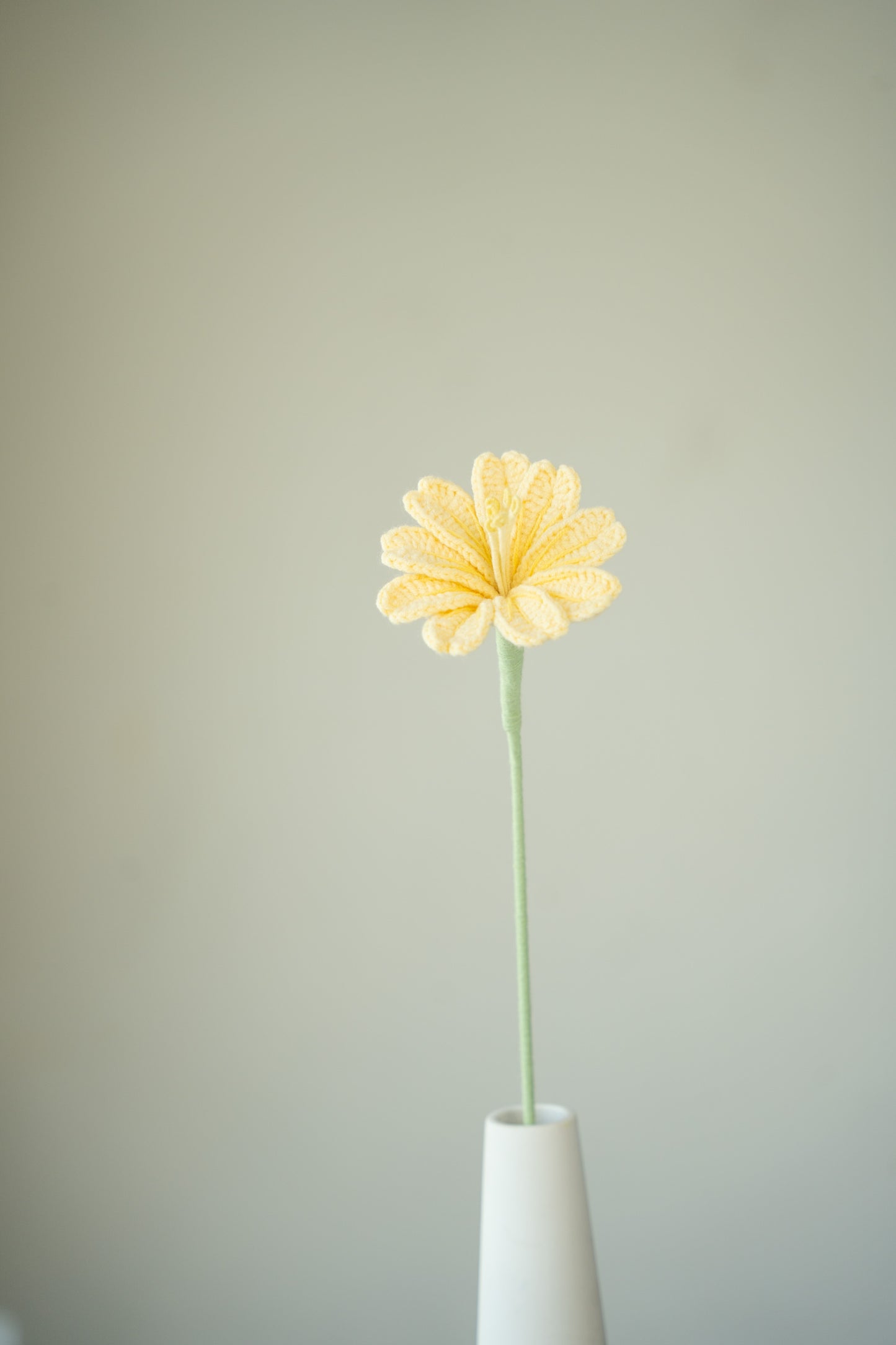 Yellow Lewisia