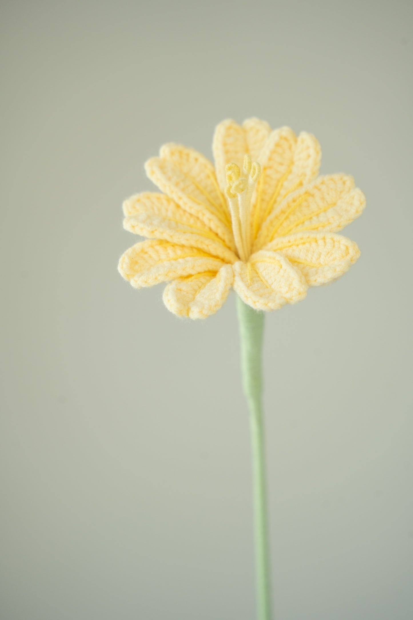Yellow Lewisia
