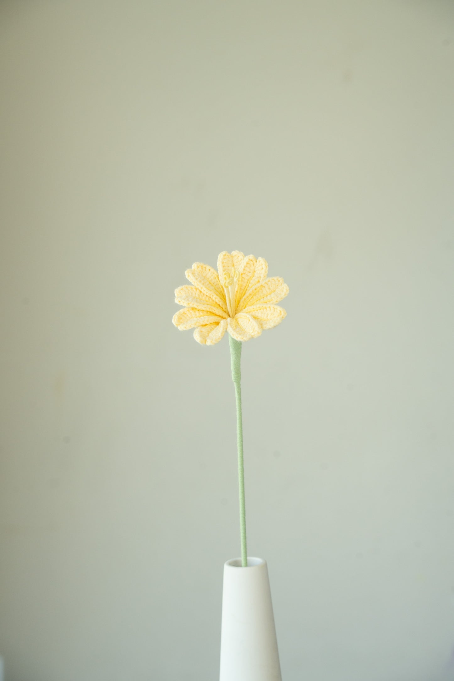 Yellow Lewisia
