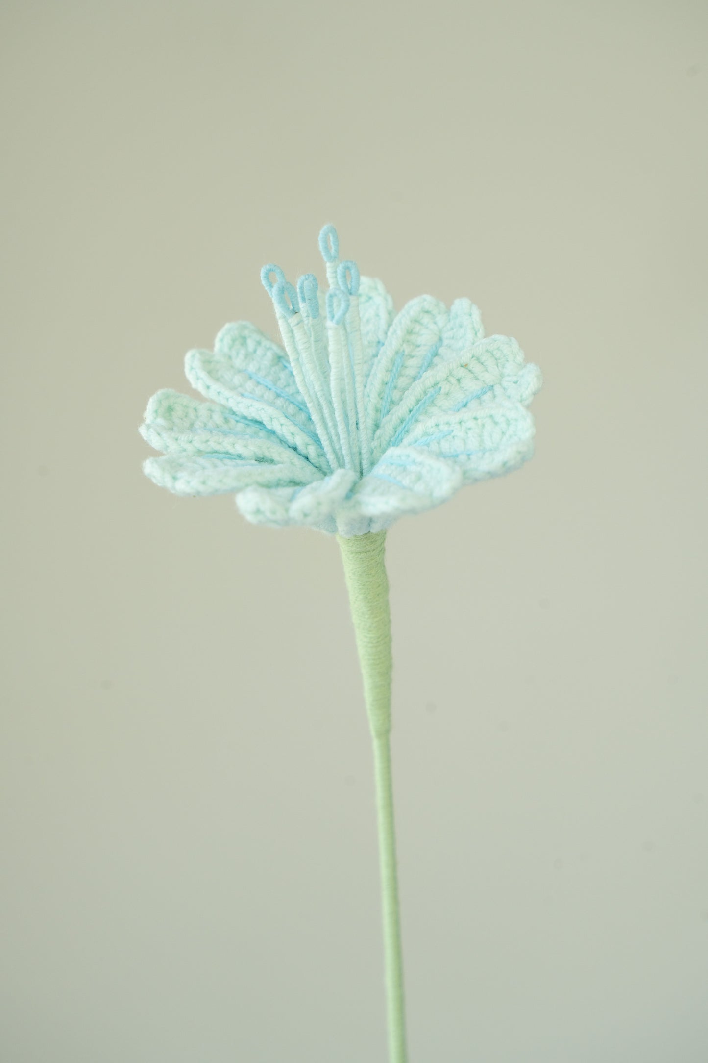 Light Blue Lewisia