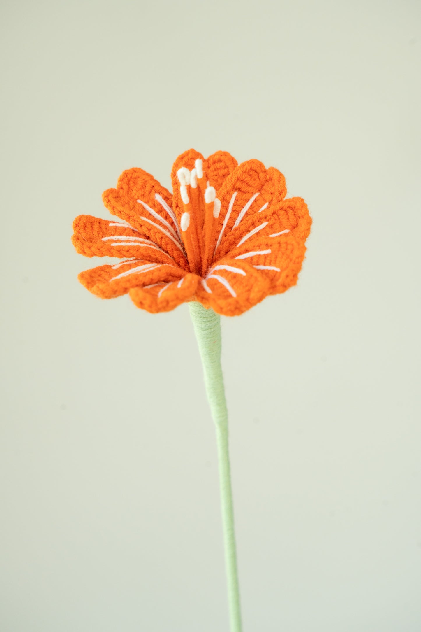 Dark Orange Lewisia