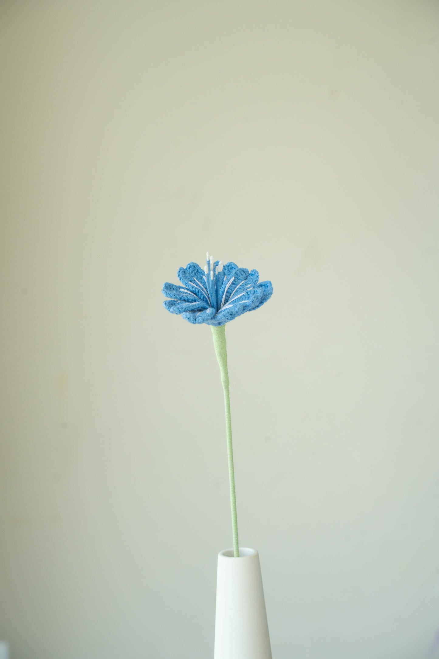 Dark Blue Lewisia
