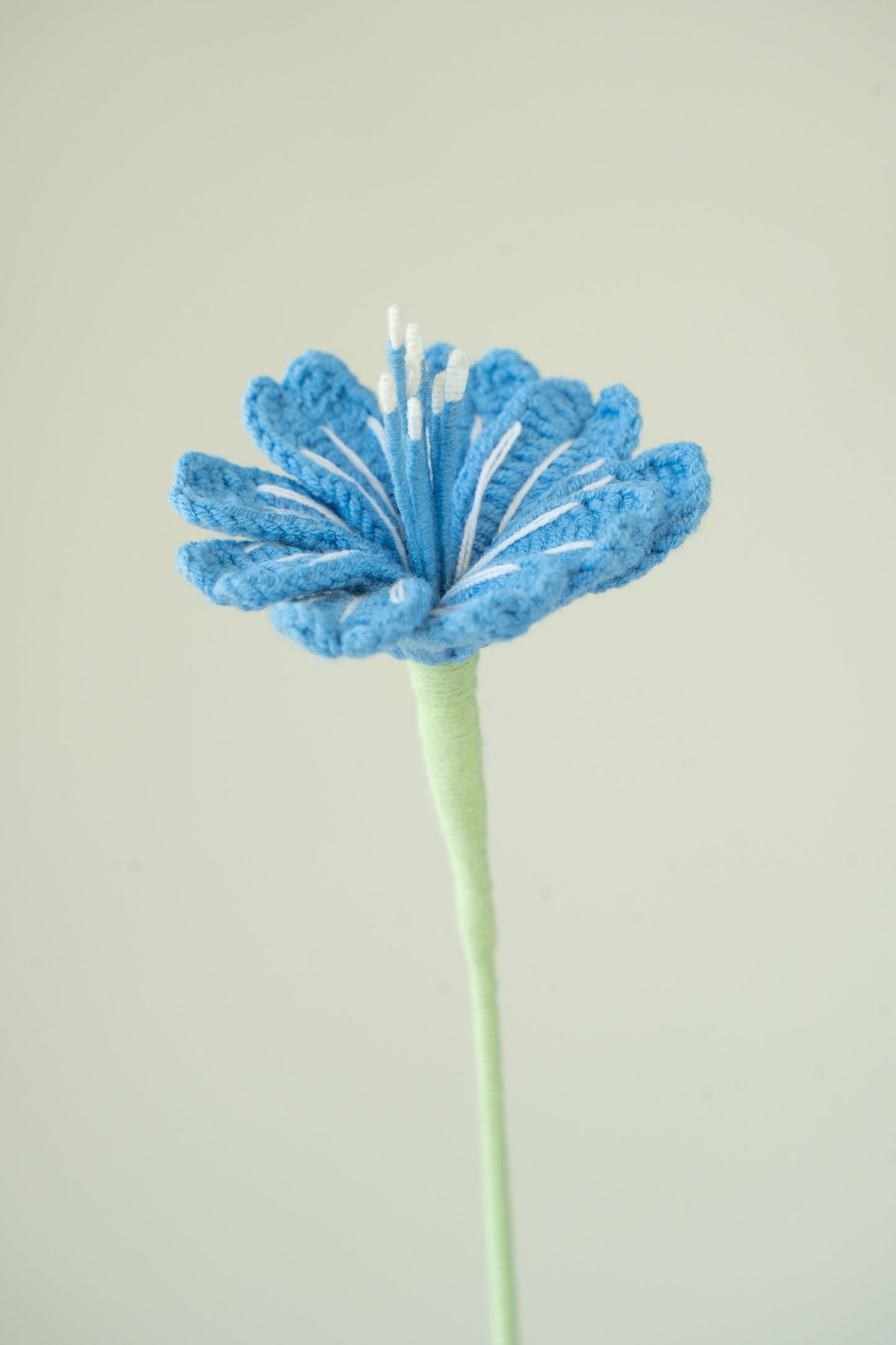 Dark Blue Lewisia