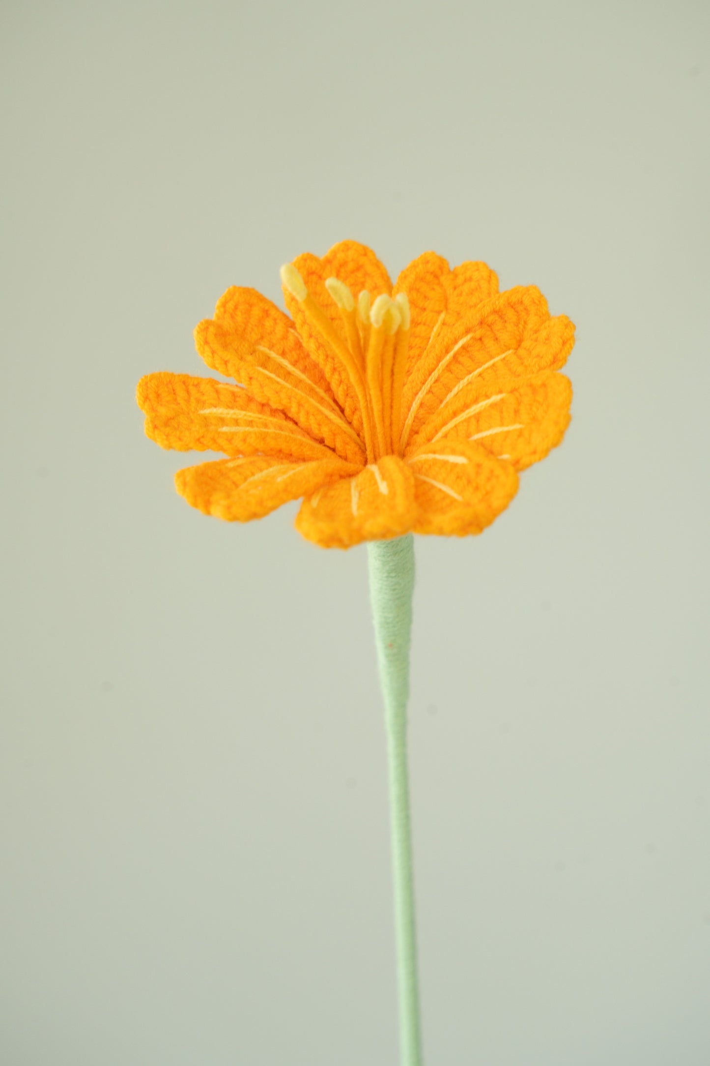 Orange Lewisia