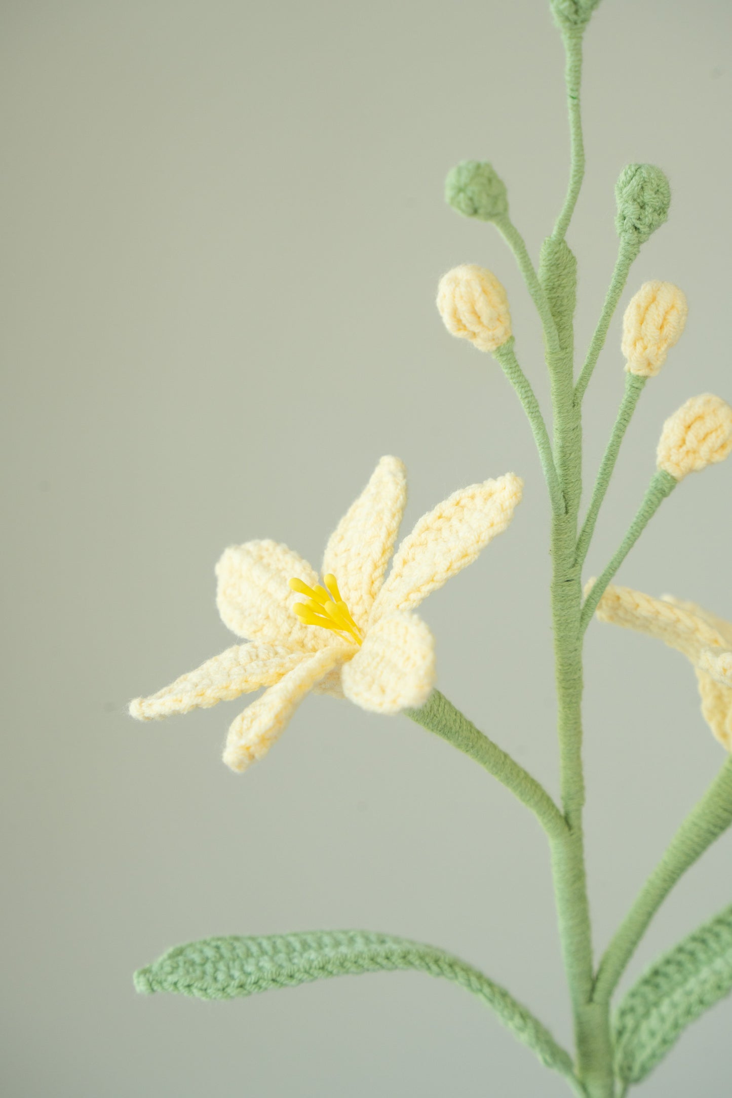 Yellow Crocosmia Lucifer