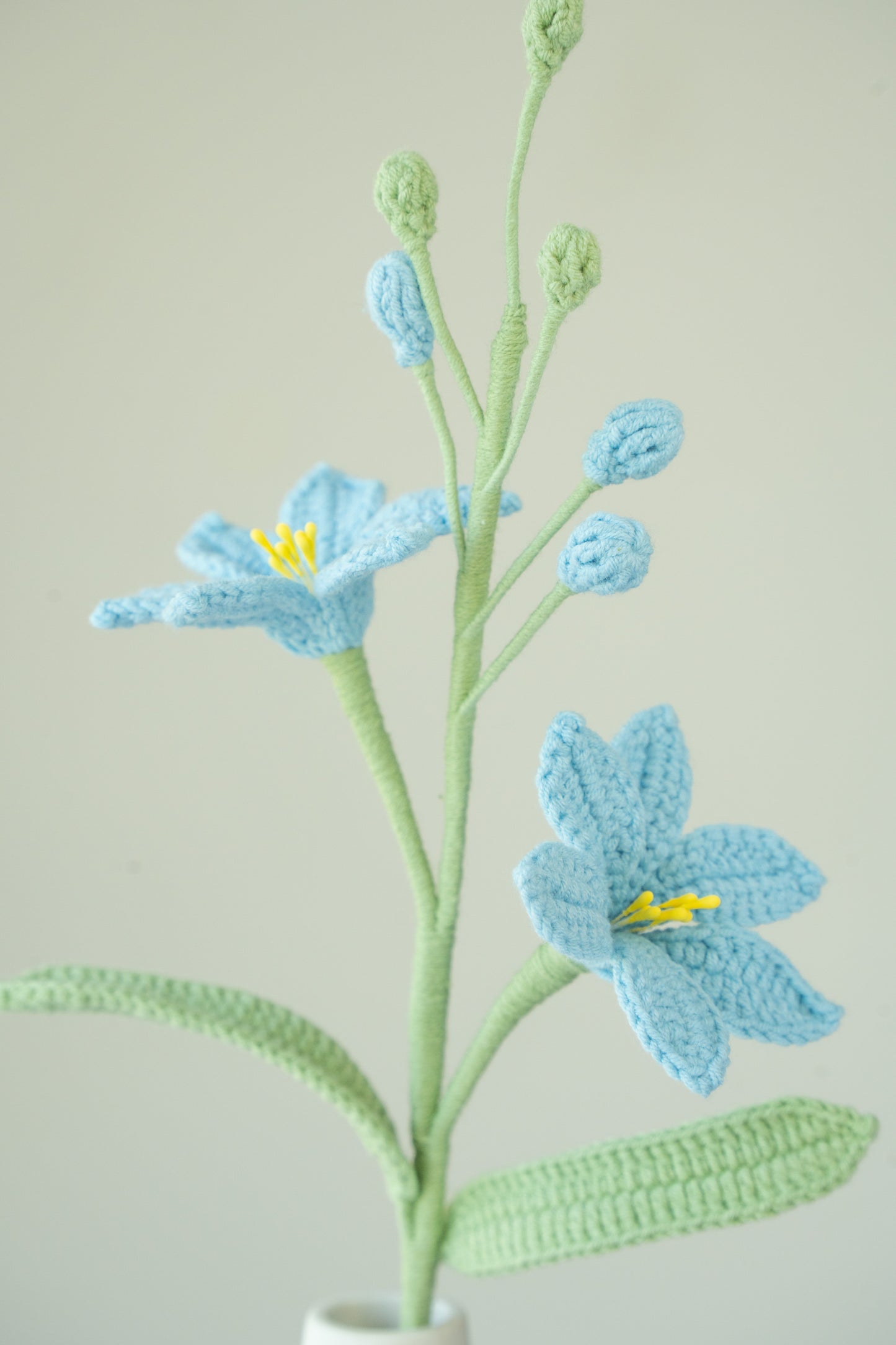 Blue Crocosmia Lucifer