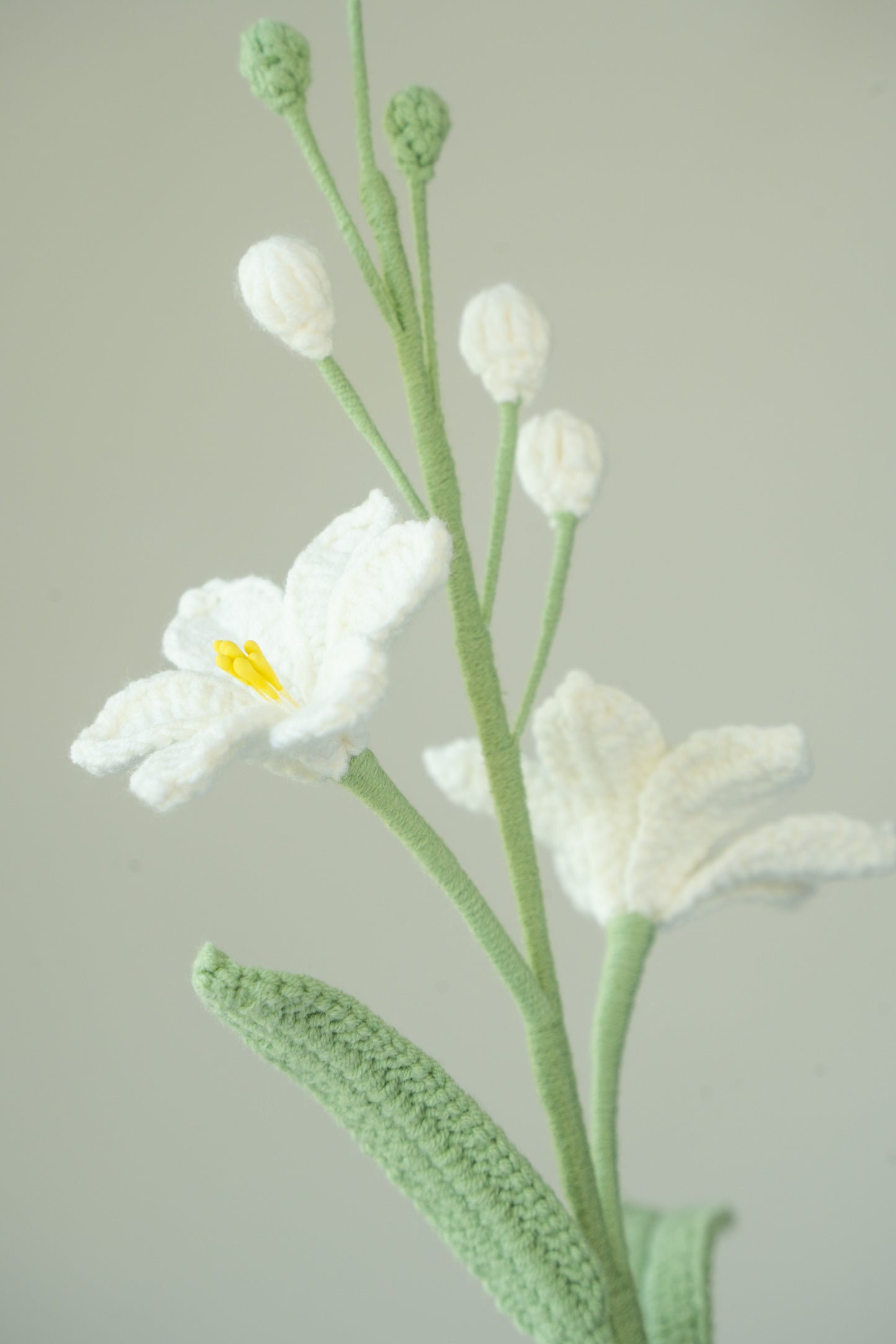 White Crocosmia Lucifer