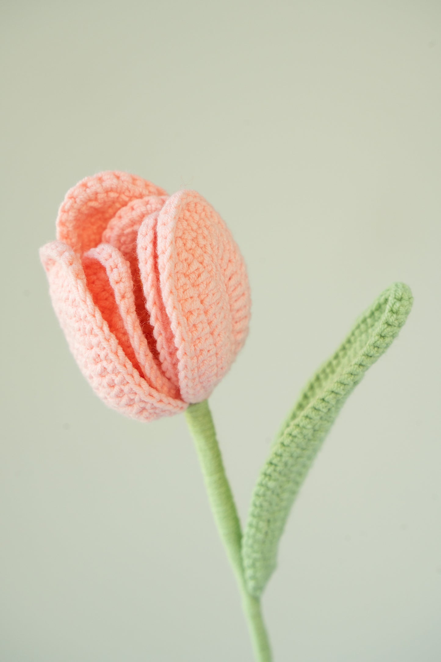 Pink Tulip
