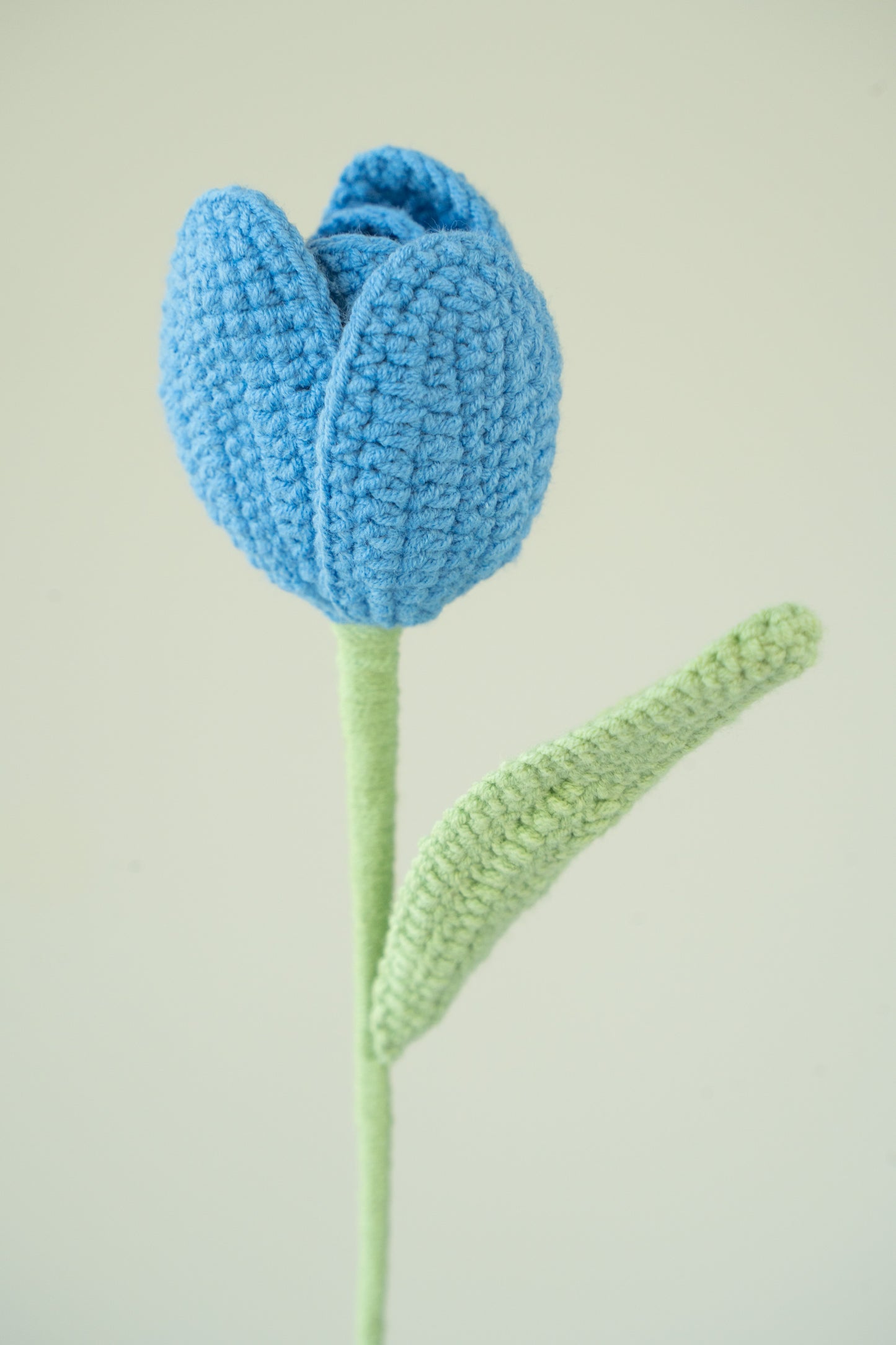 Dark Blue Tulip
