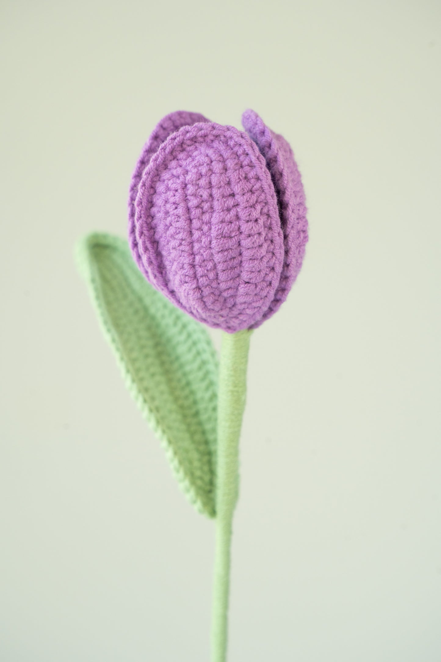 Purple Tulip