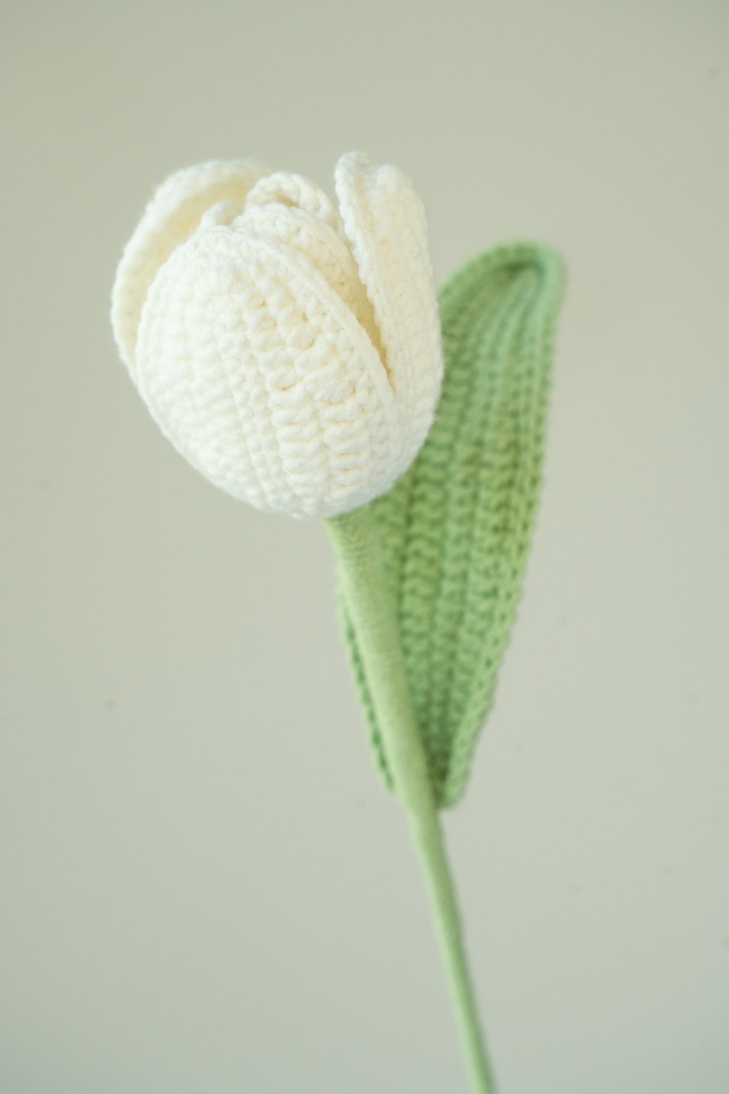White Tulip