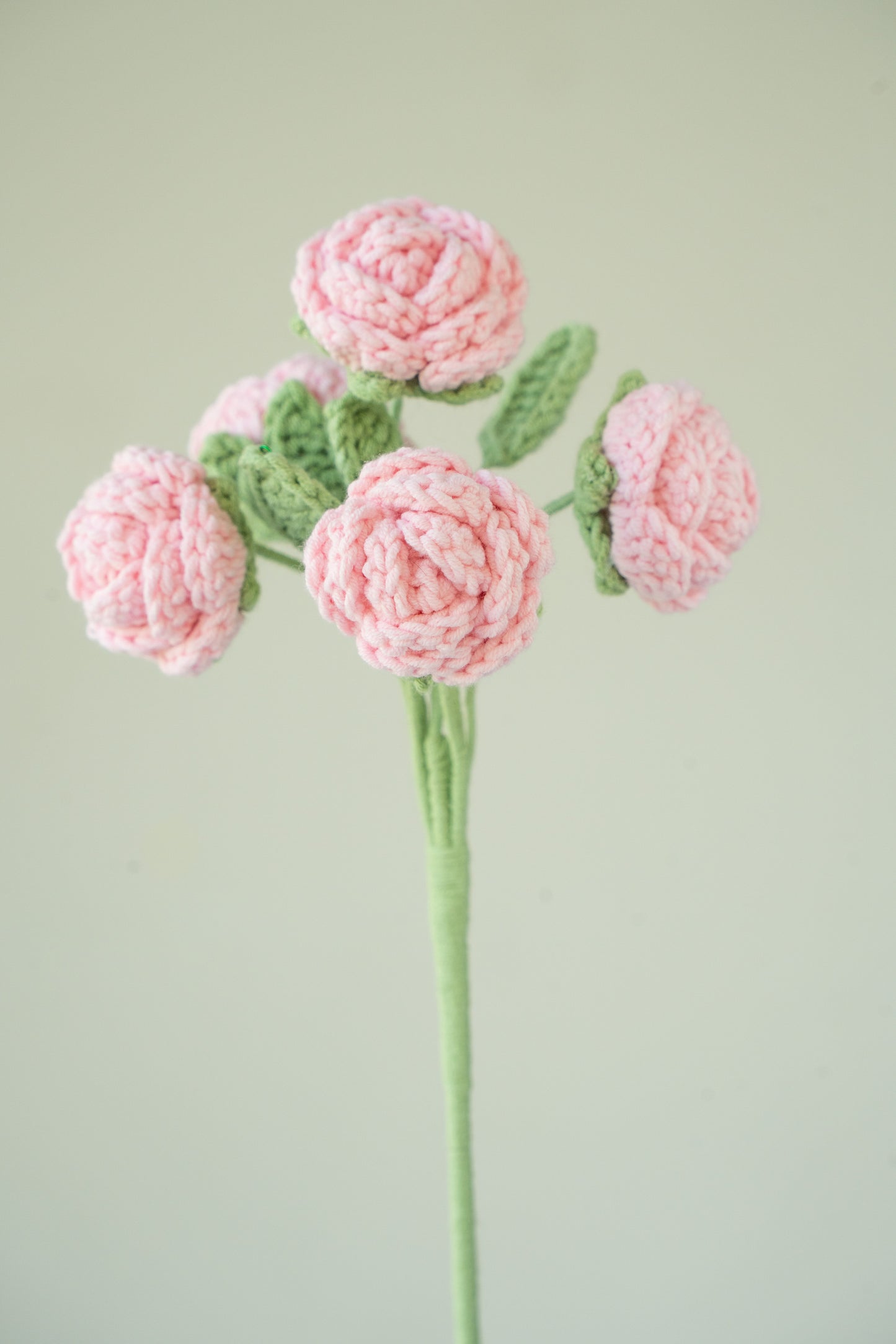 Pink Spray Rose