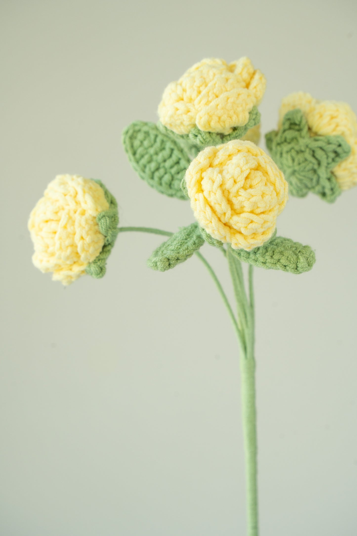 Yellow Spray Rose