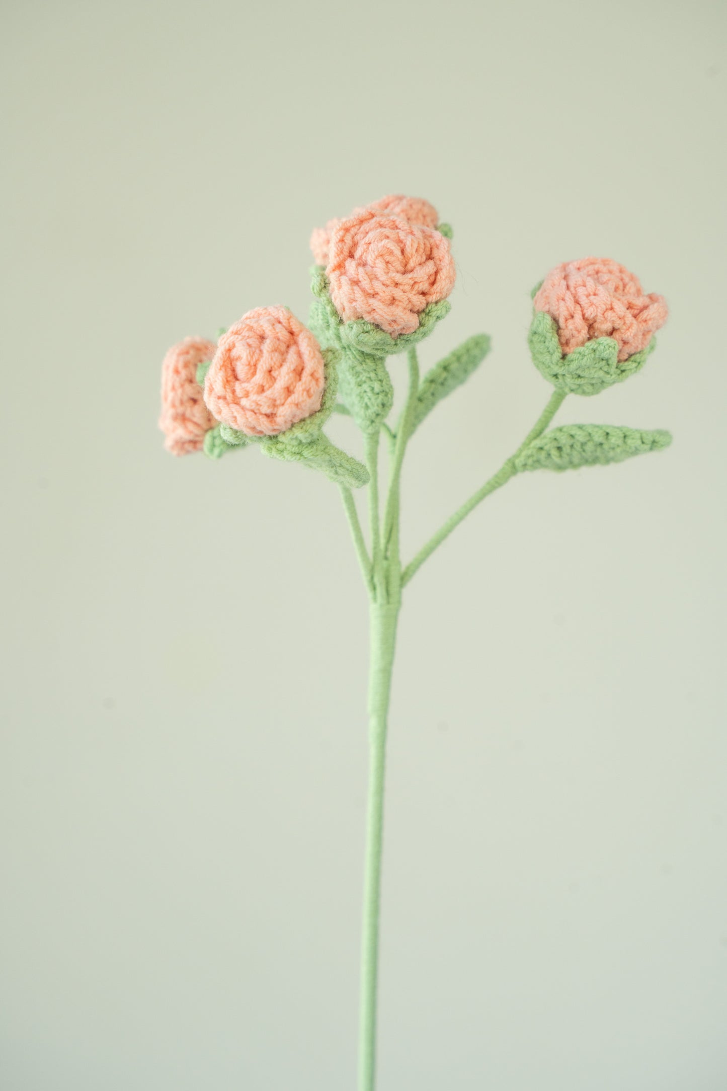 Peach Pink Spray Rose