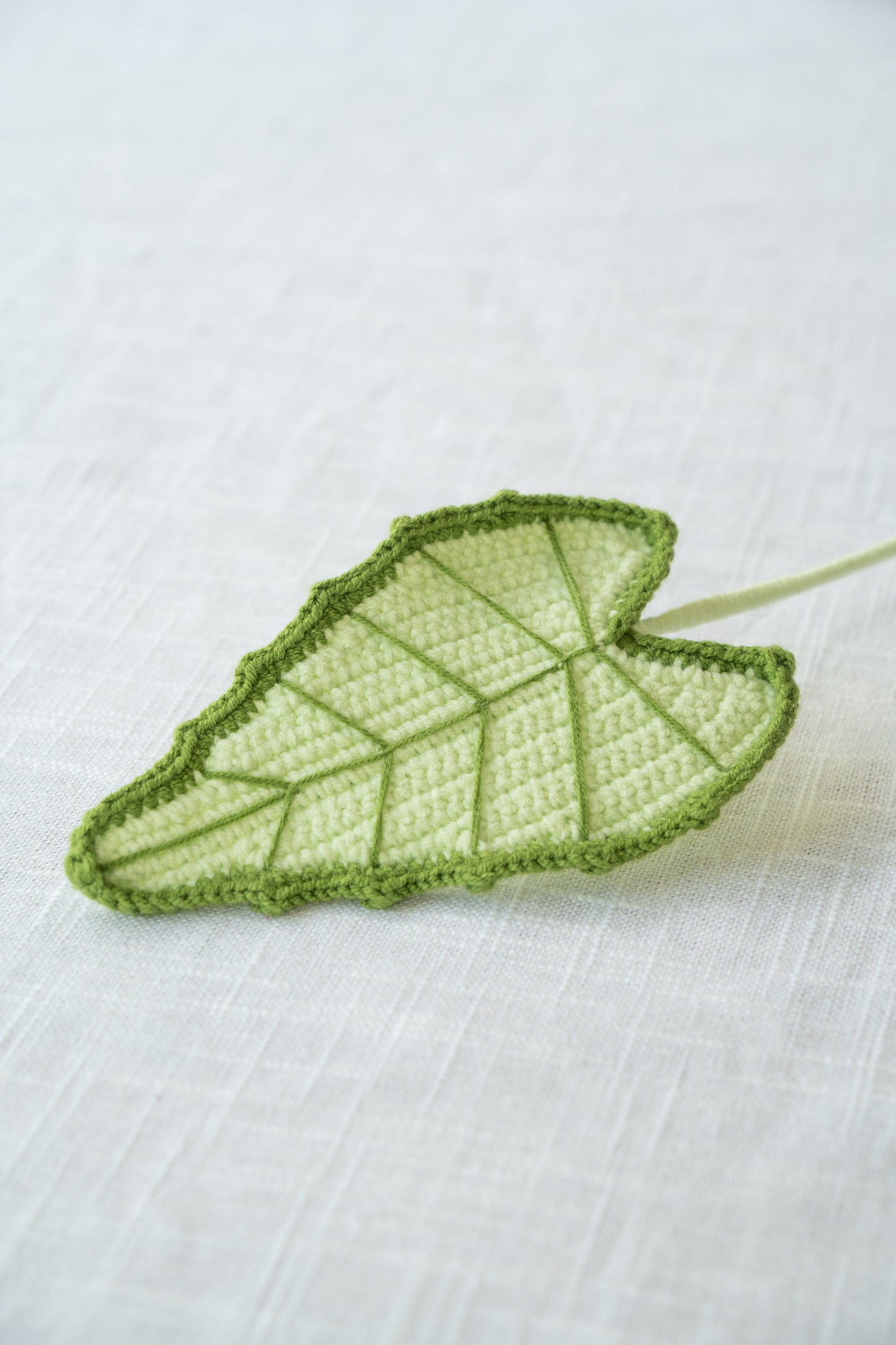 Alocasia