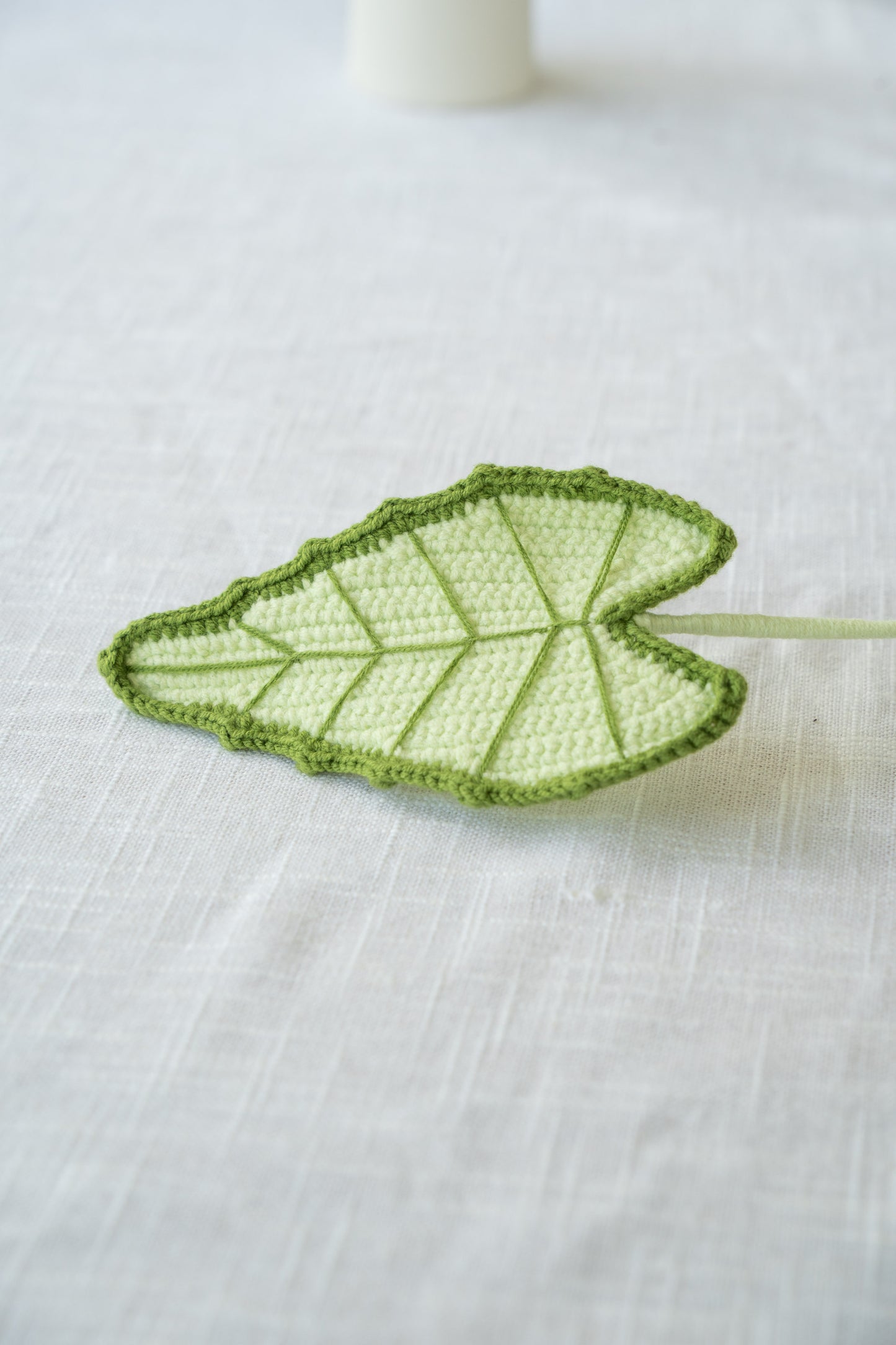 Alocasia