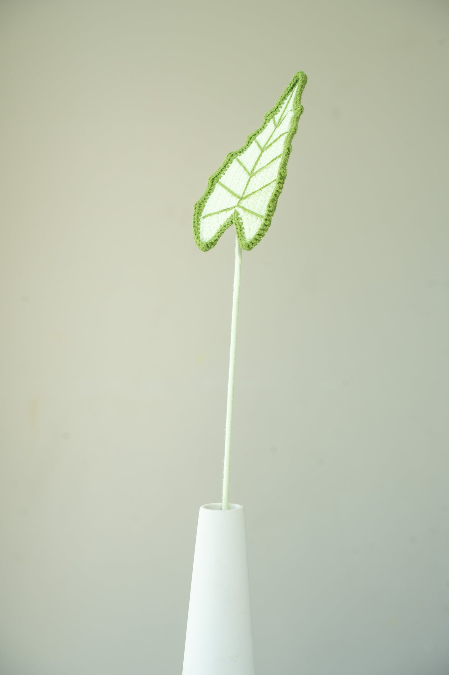 Alocasia