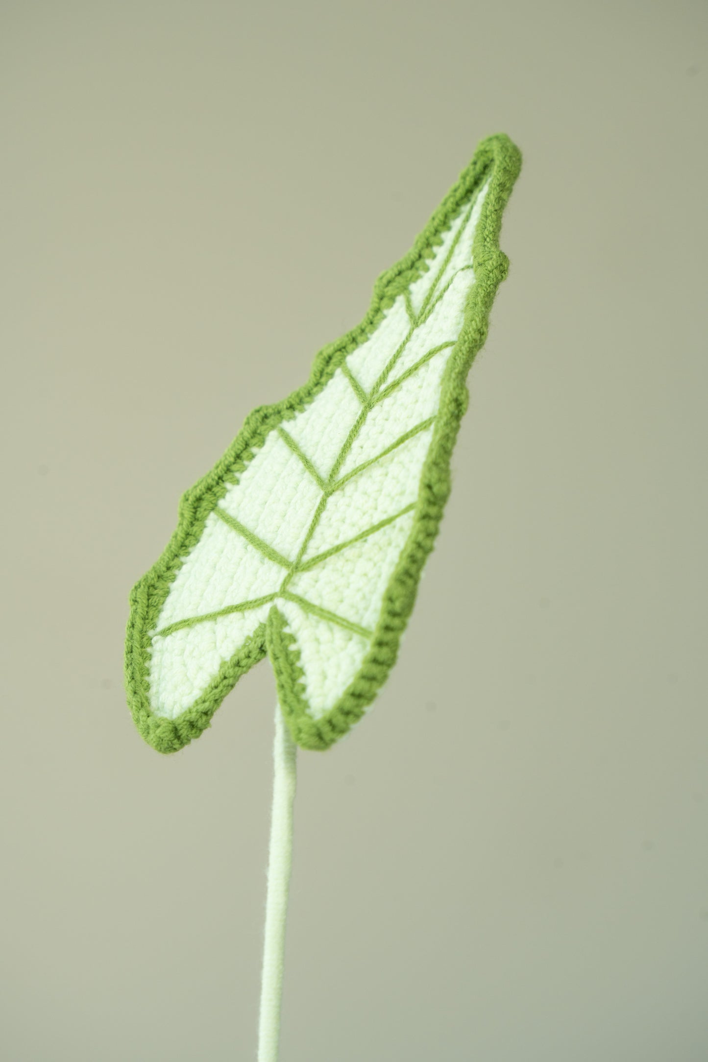 Alocasia