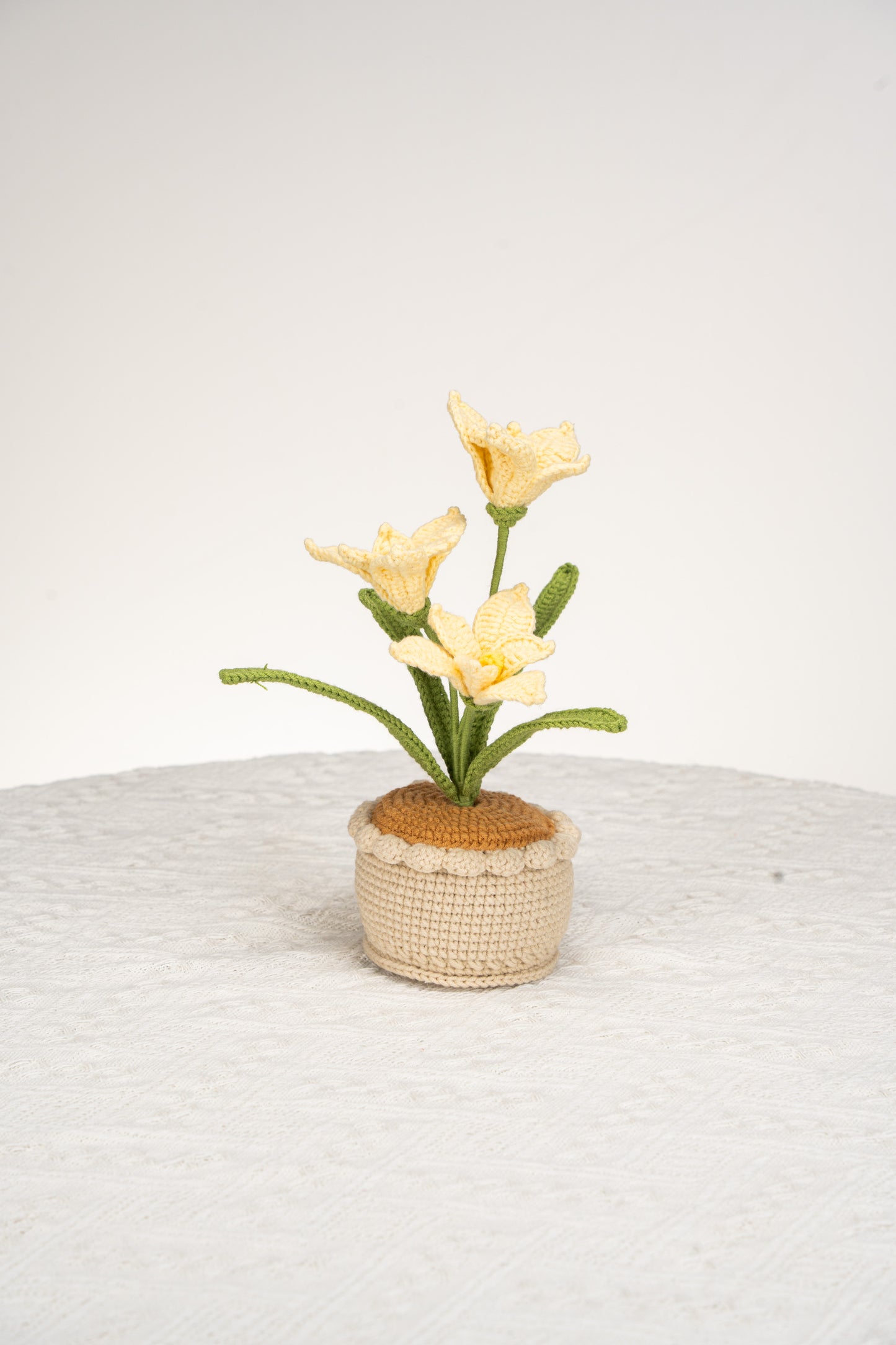 yellow orchid