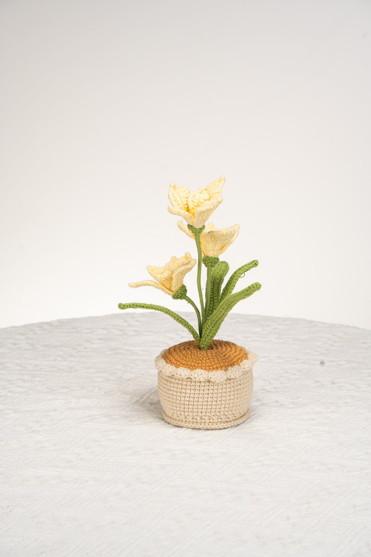 yellow orchid