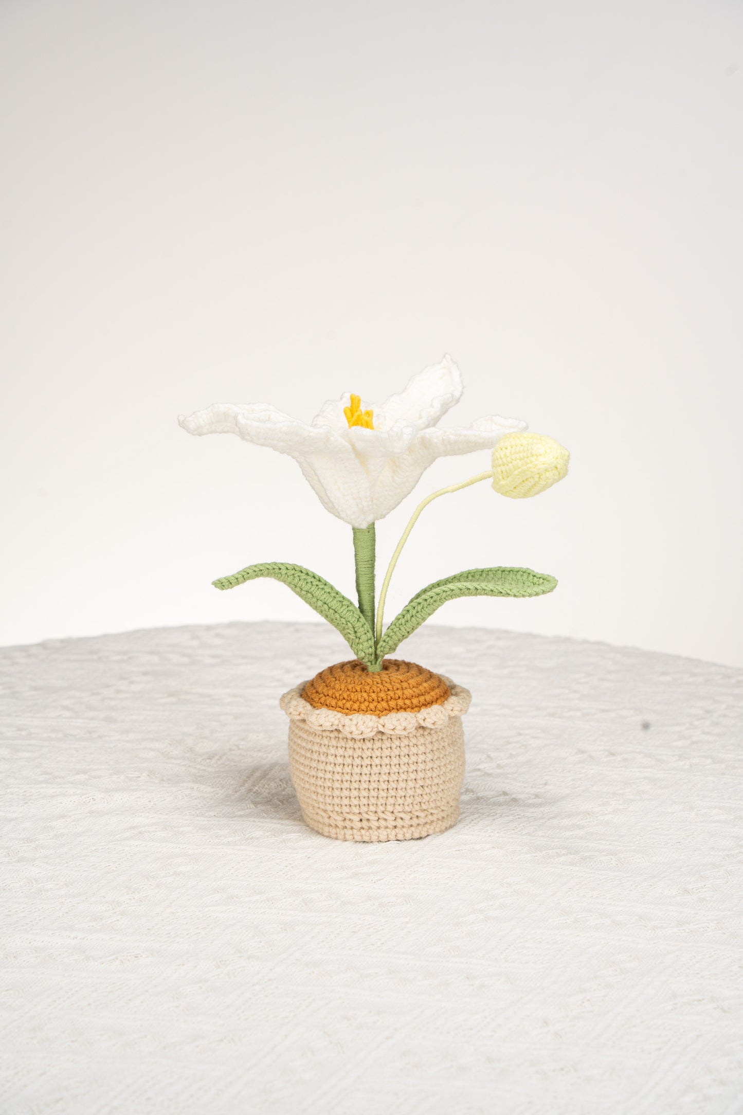 white lily