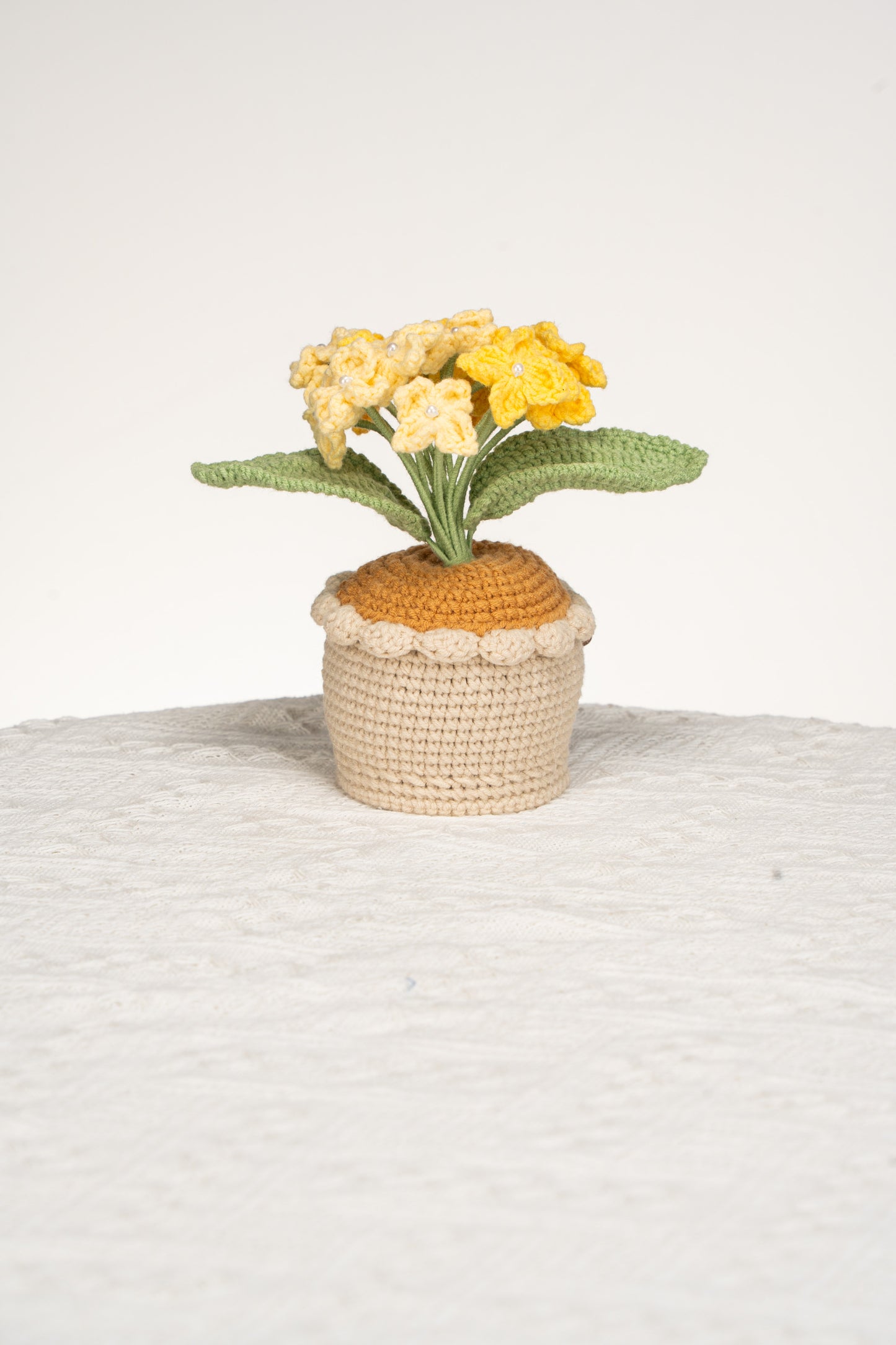 yellow Hydrangea
