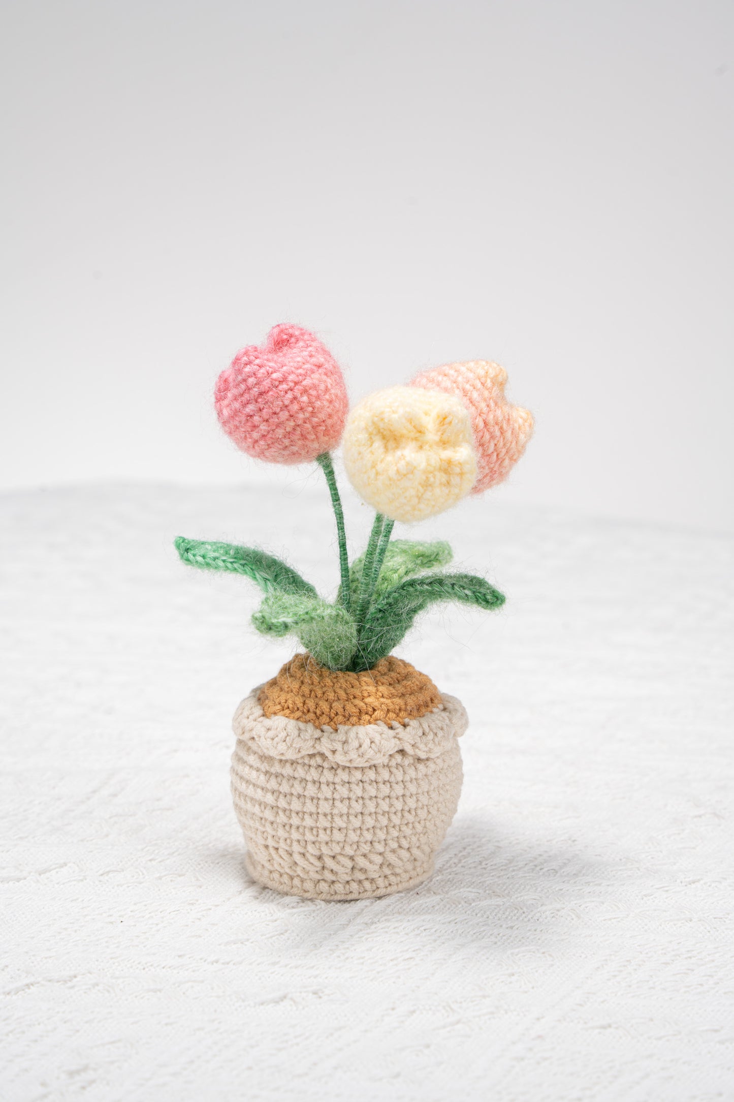 3 ombre pink tulip