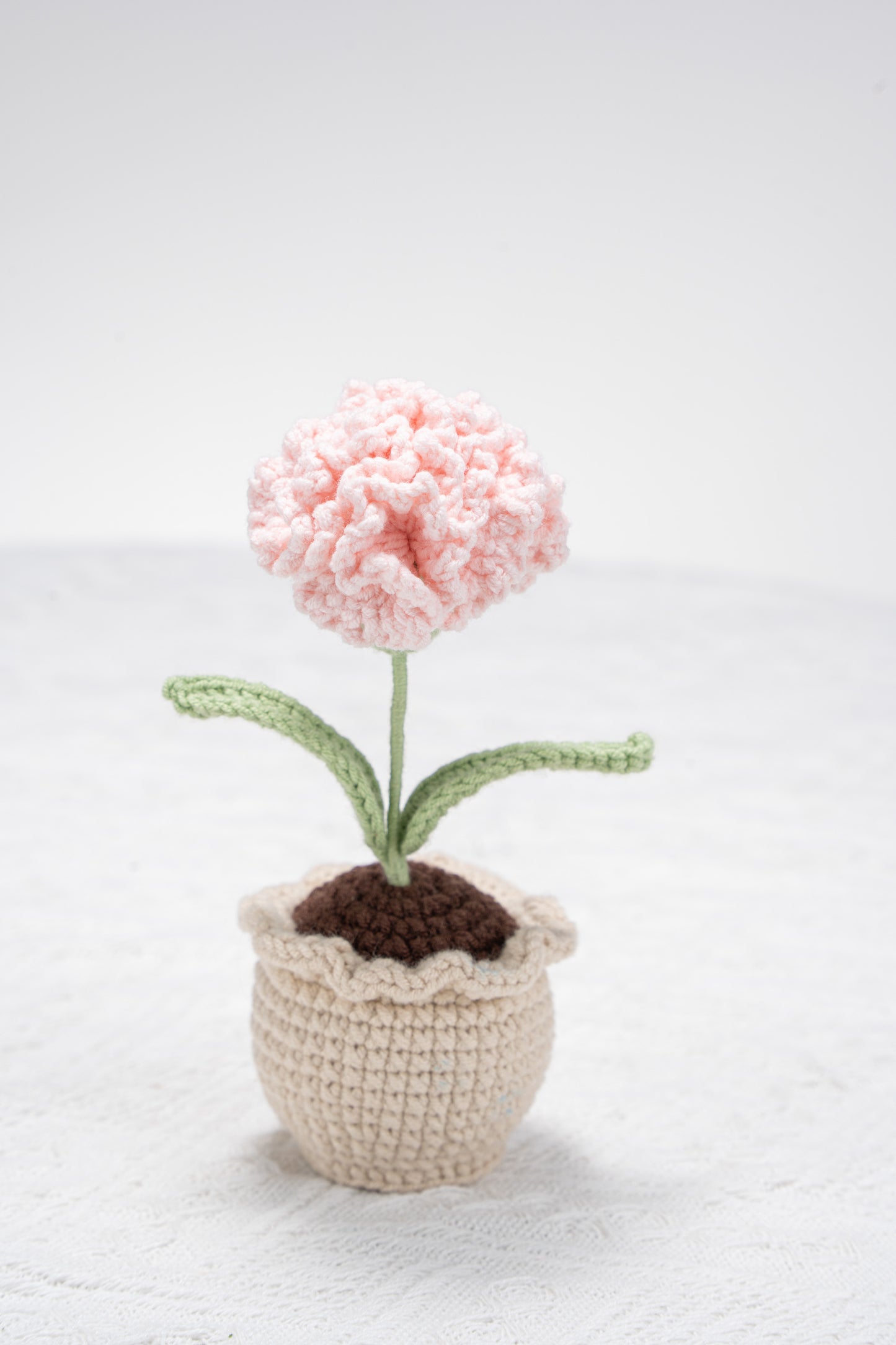 Carnation