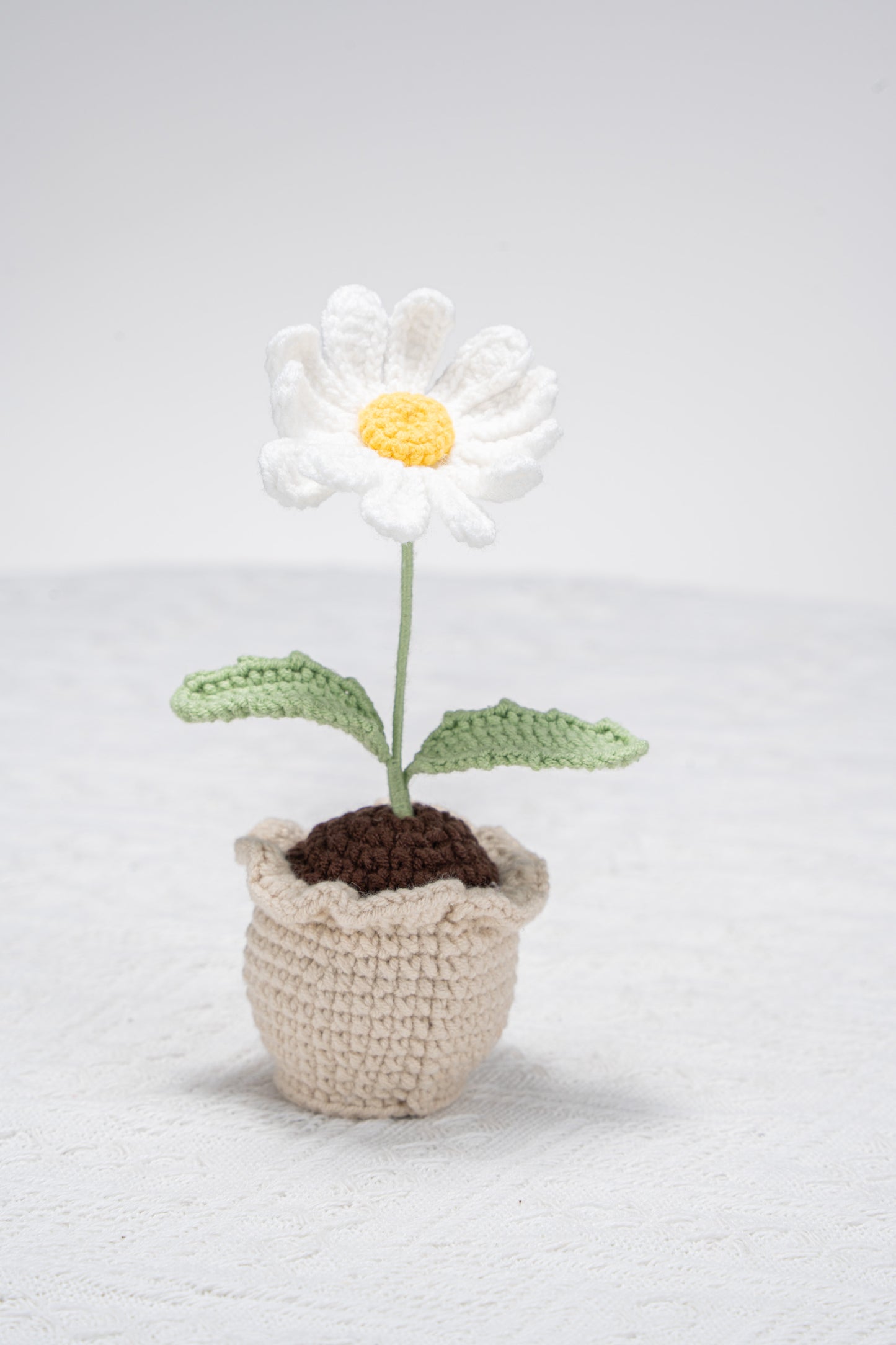 White daisy