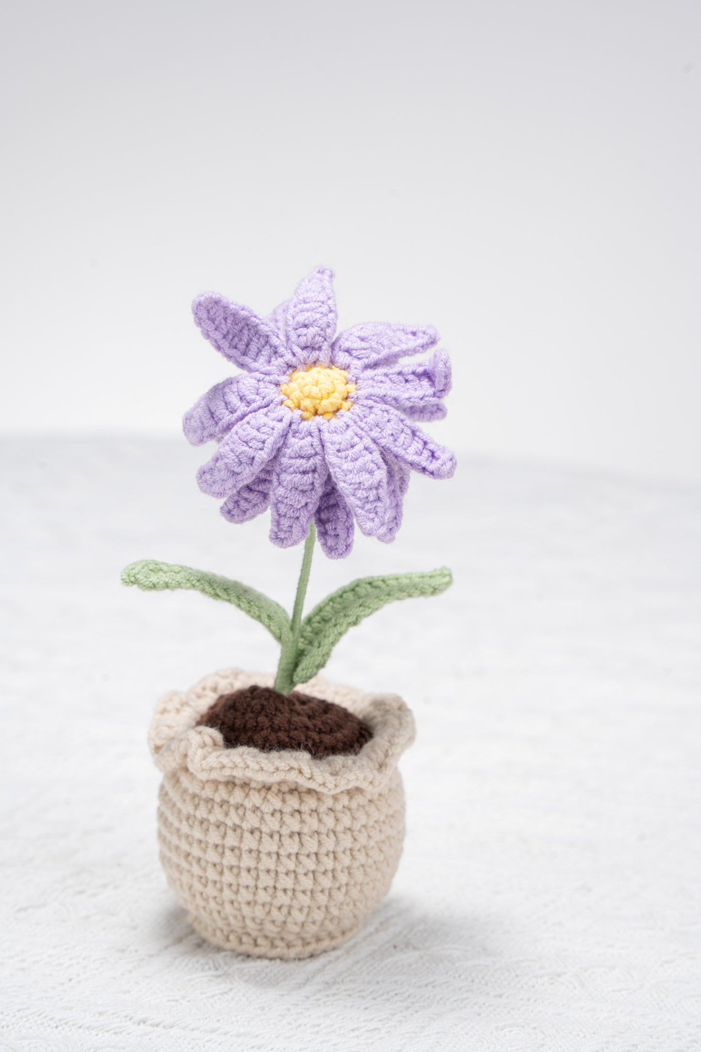 Aster