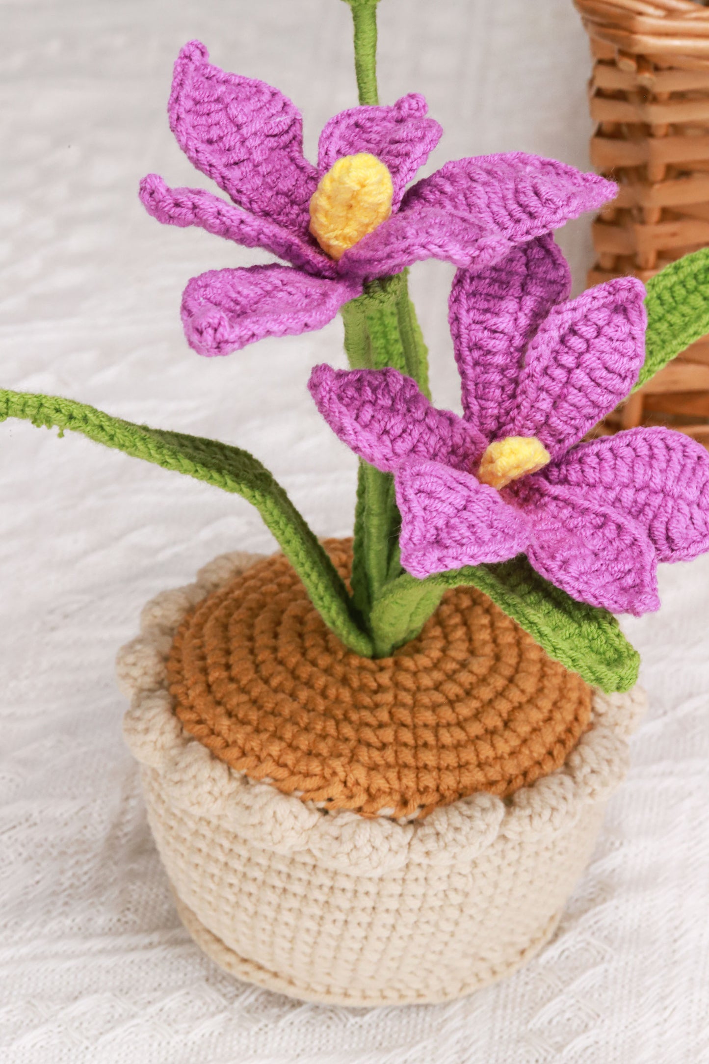 purple orchid
