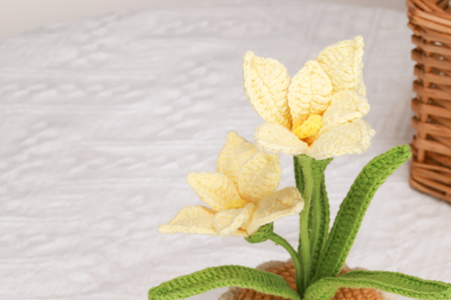 yellow orchid