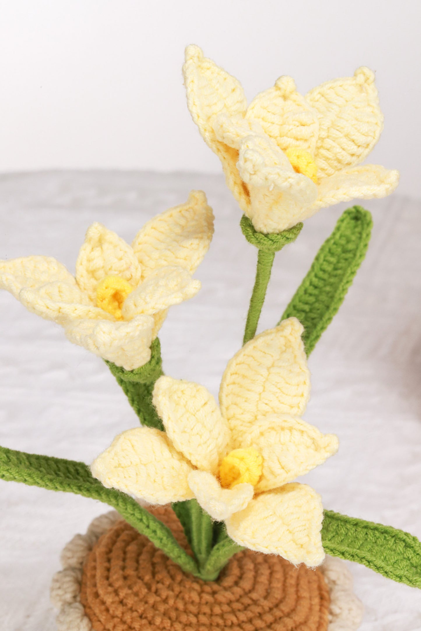 yellow orchid