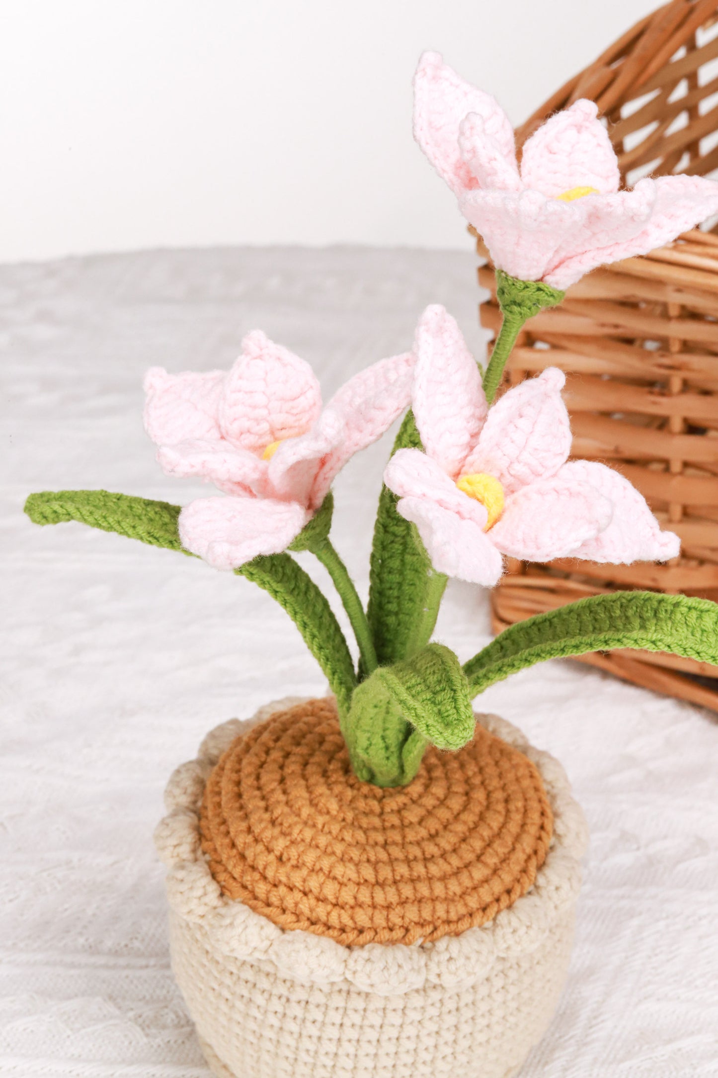 pink orchid