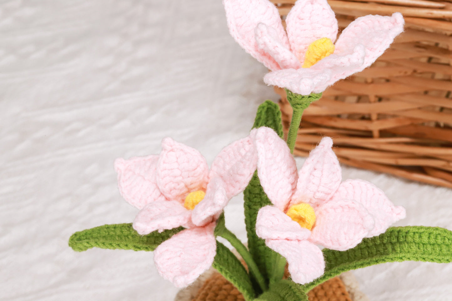 pink orchid