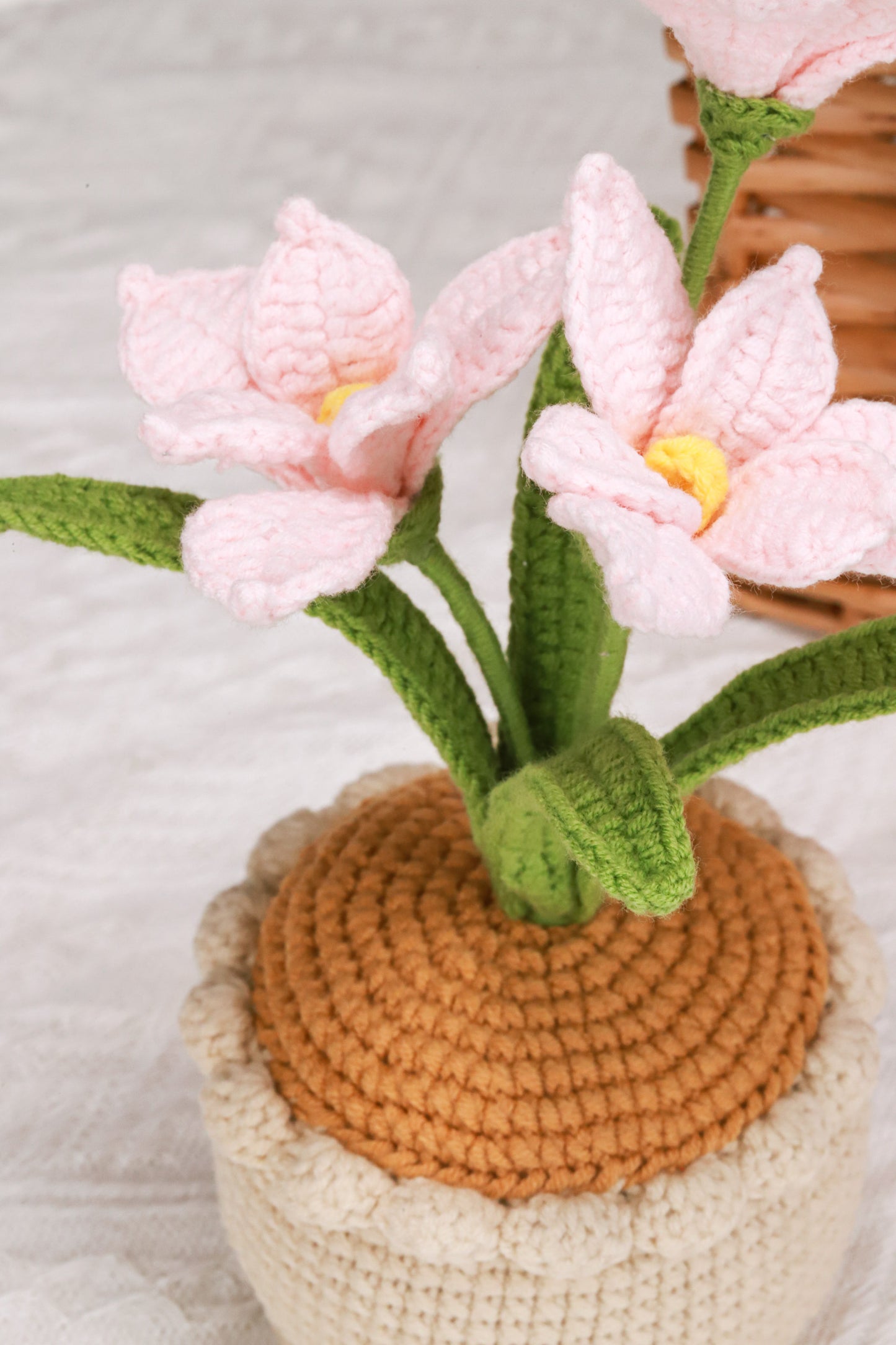 pink orchid