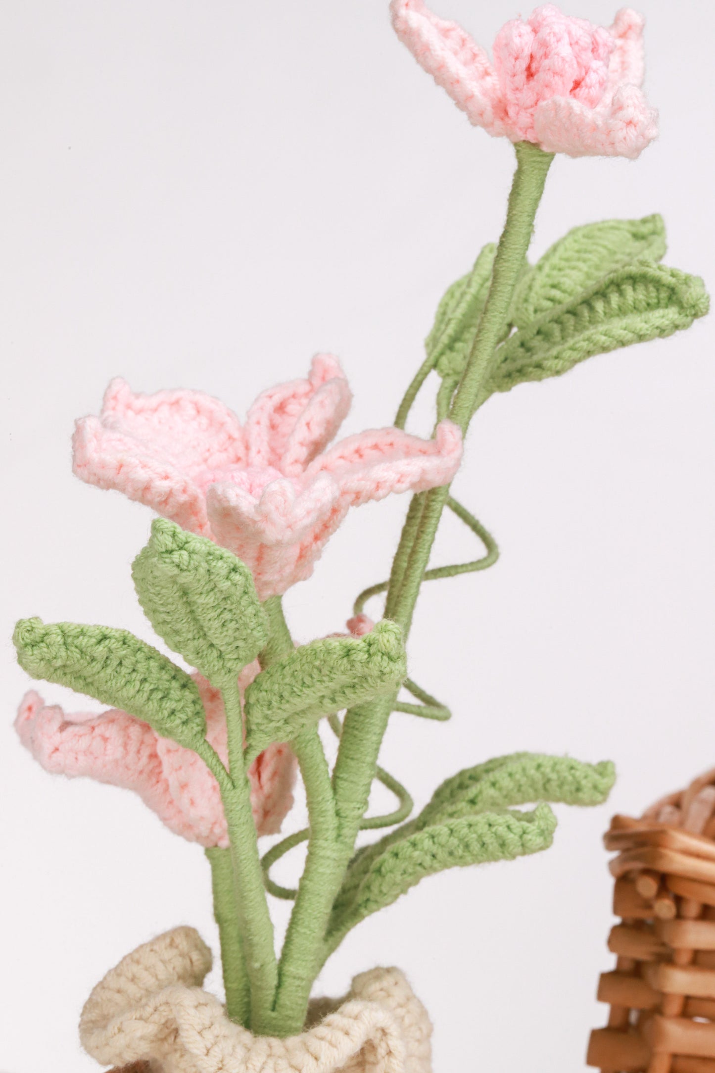 pink clematis