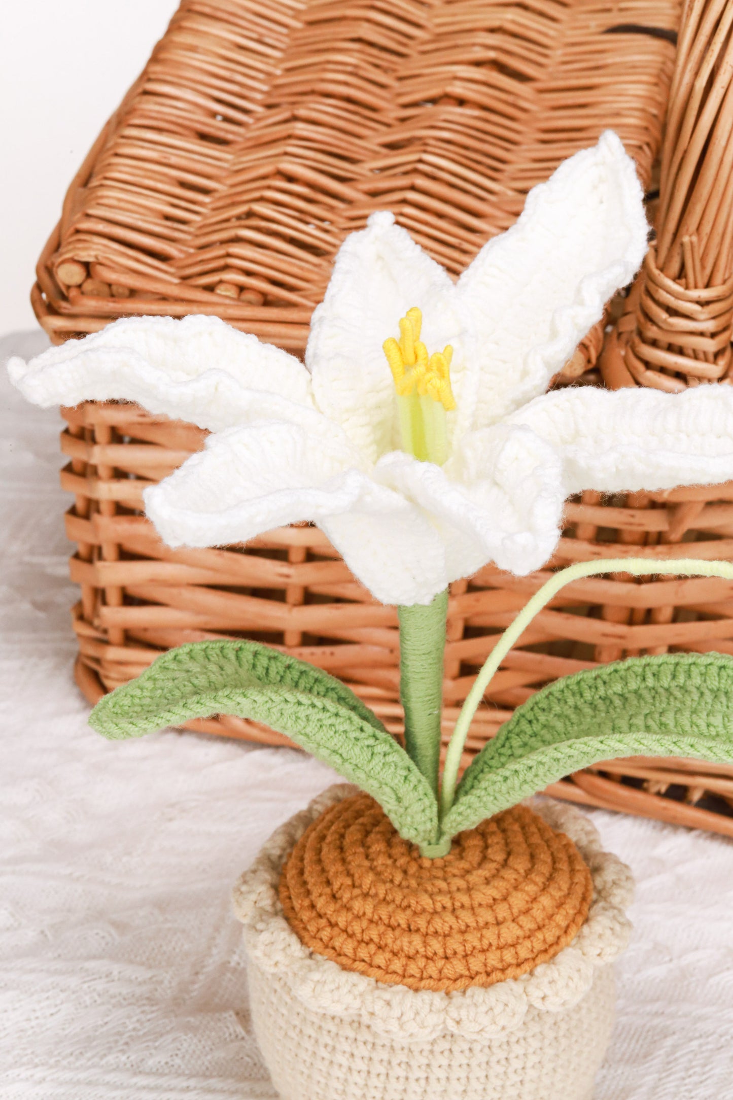 white lily