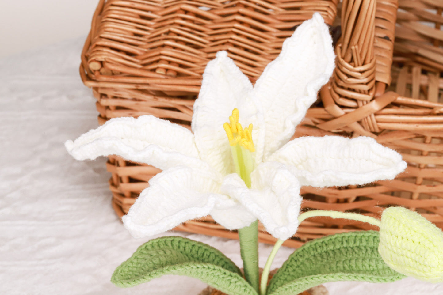 white lily