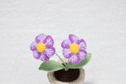 purple daisy with lace