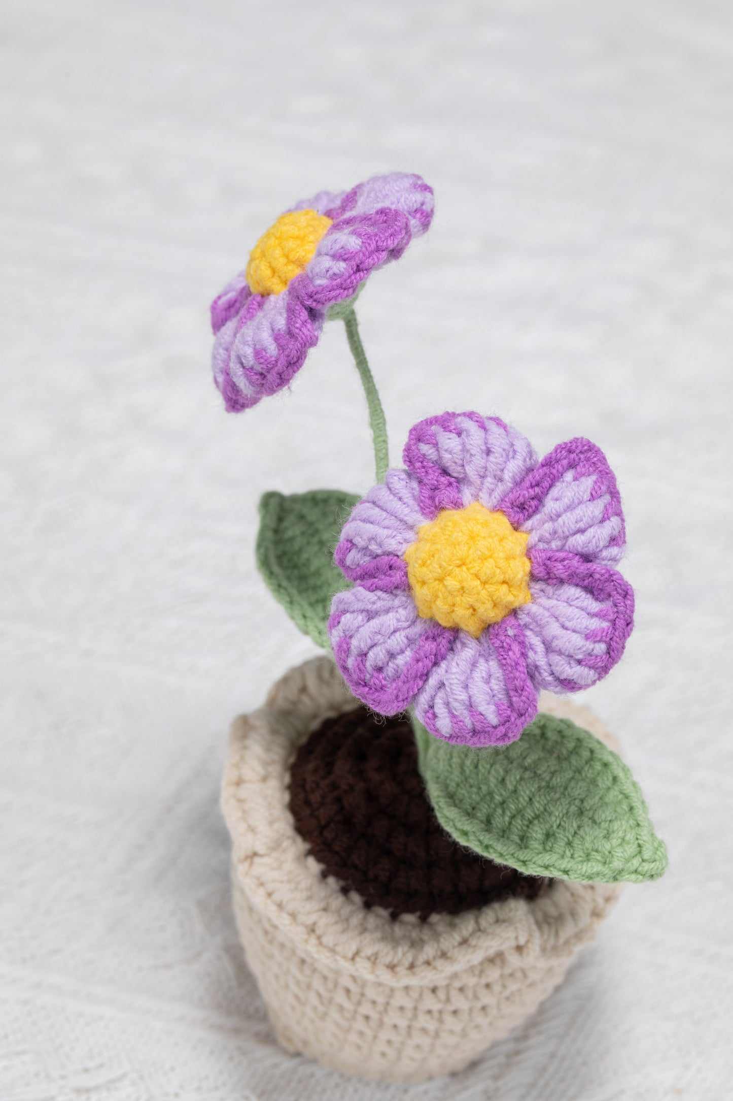 purple daisy with lace