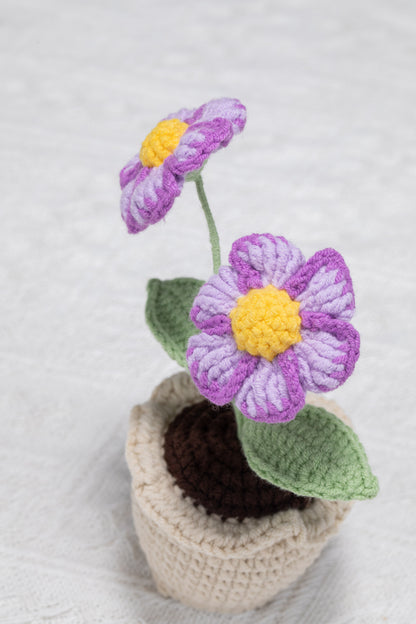 purple daisy with lace