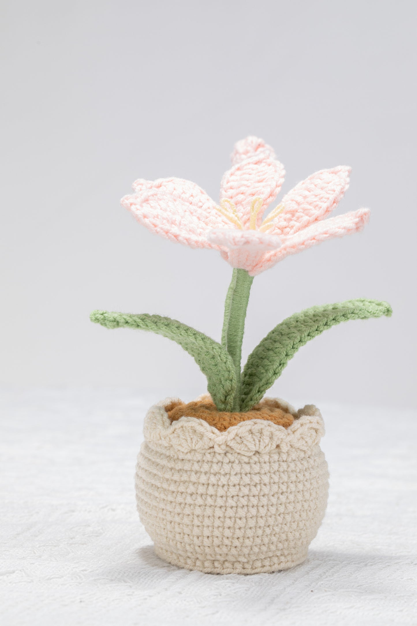 pink Crocosmia lucifer