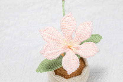 pink Crocosmia lucifer