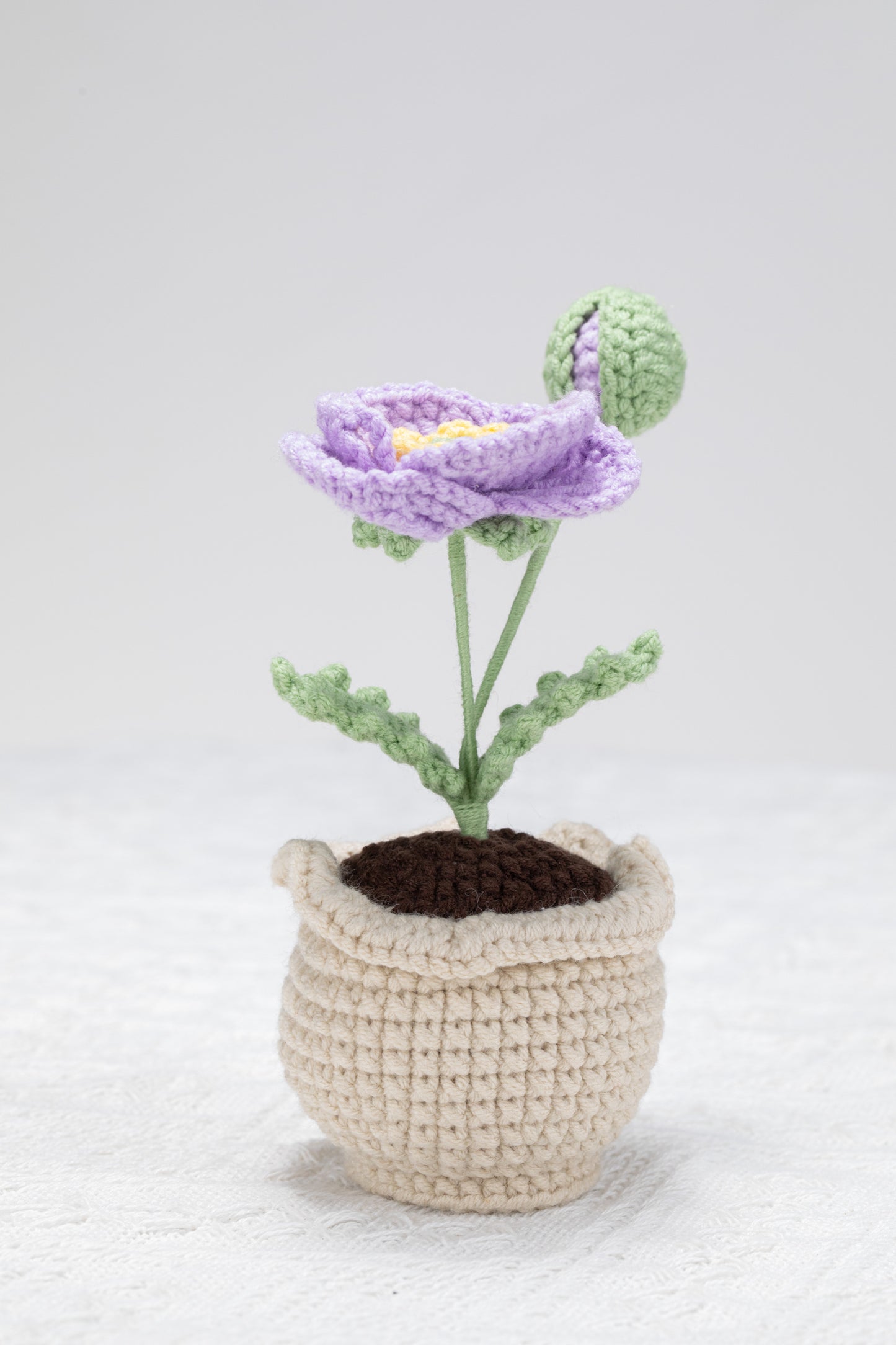 purple poppy